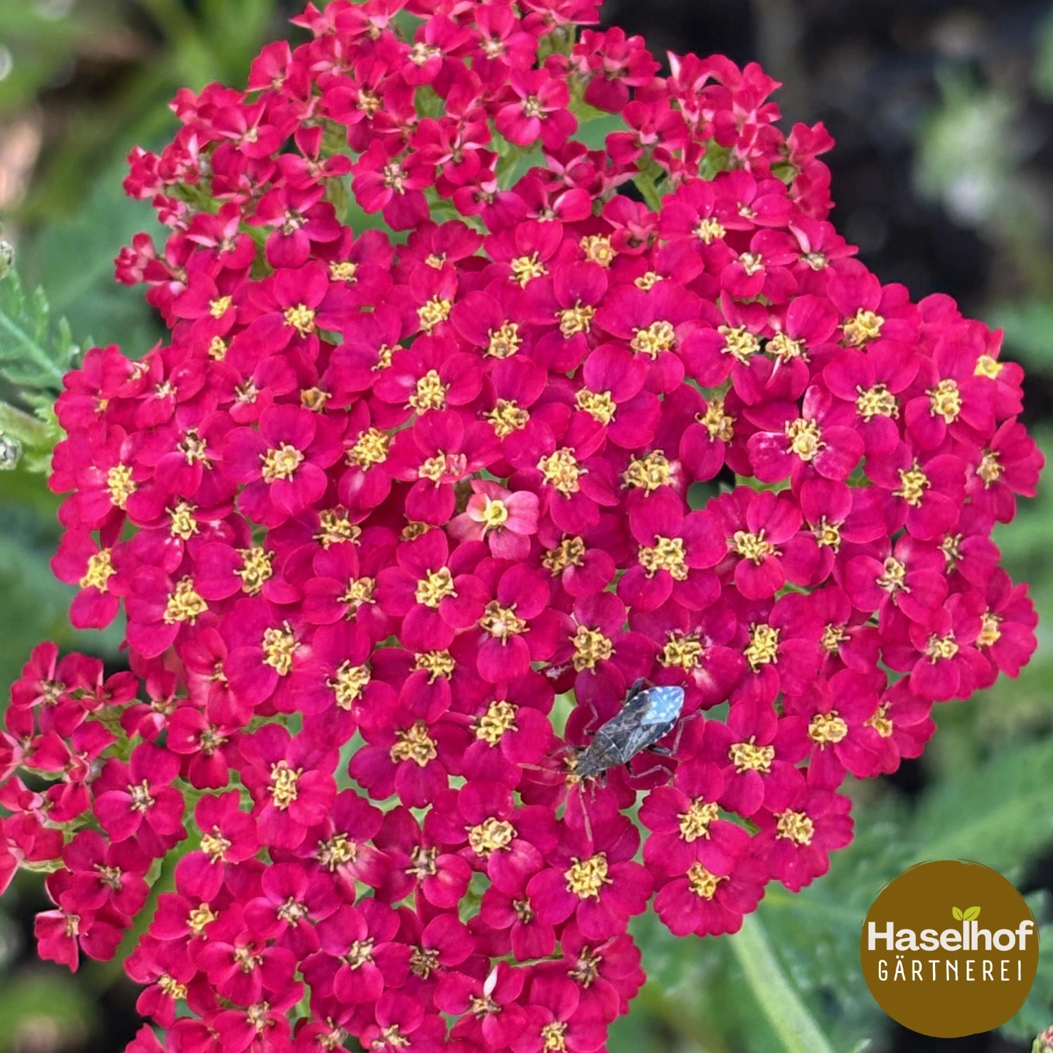 Achillea millefolium `Cerise Queen`