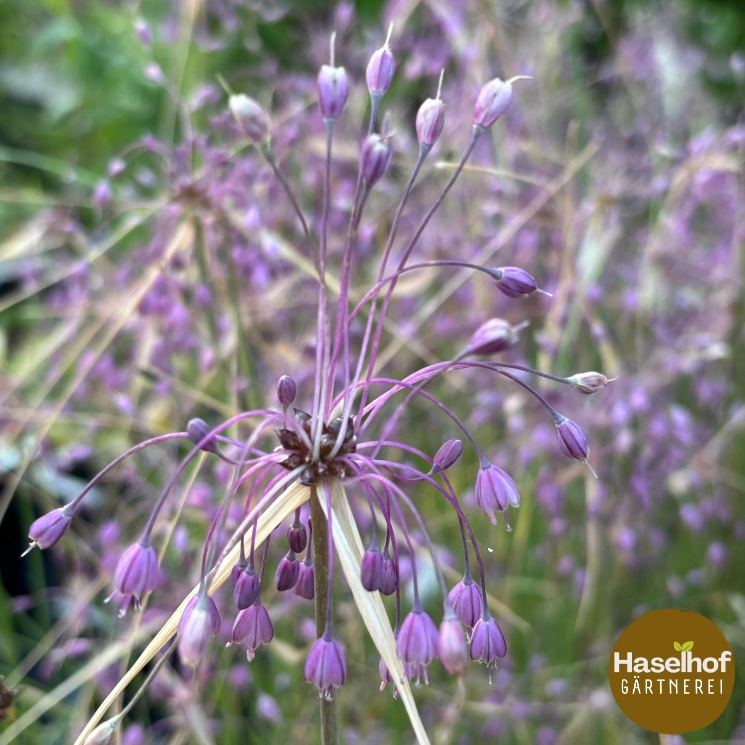 Allium carinatum ssp. pulchellum