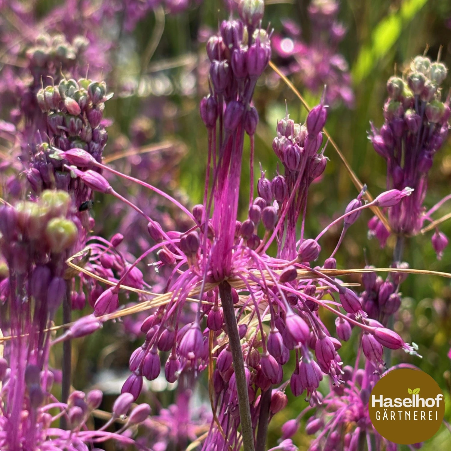 Allium carinatum ssp. pulchellum