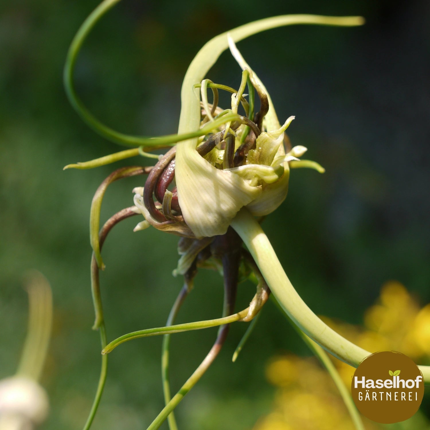 Allium cepa var.viviparum