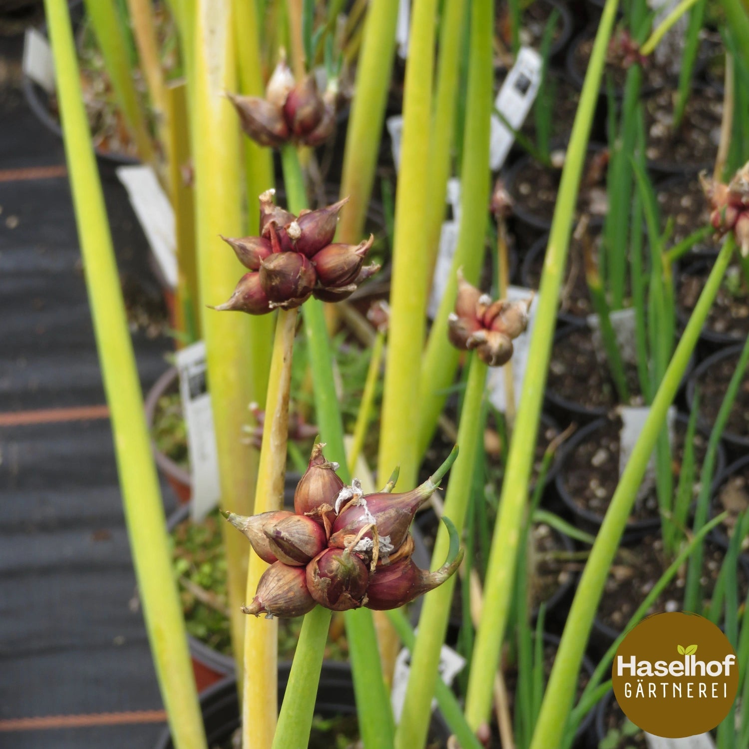 Allium cepa var.viviparum