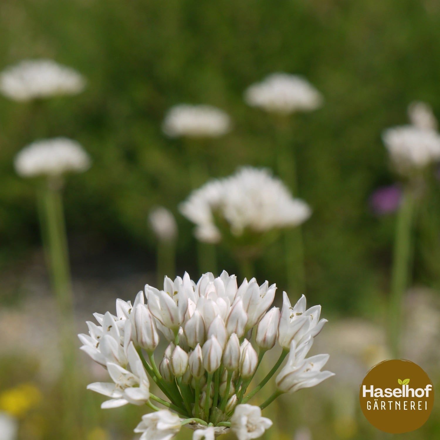 Allium ramosum