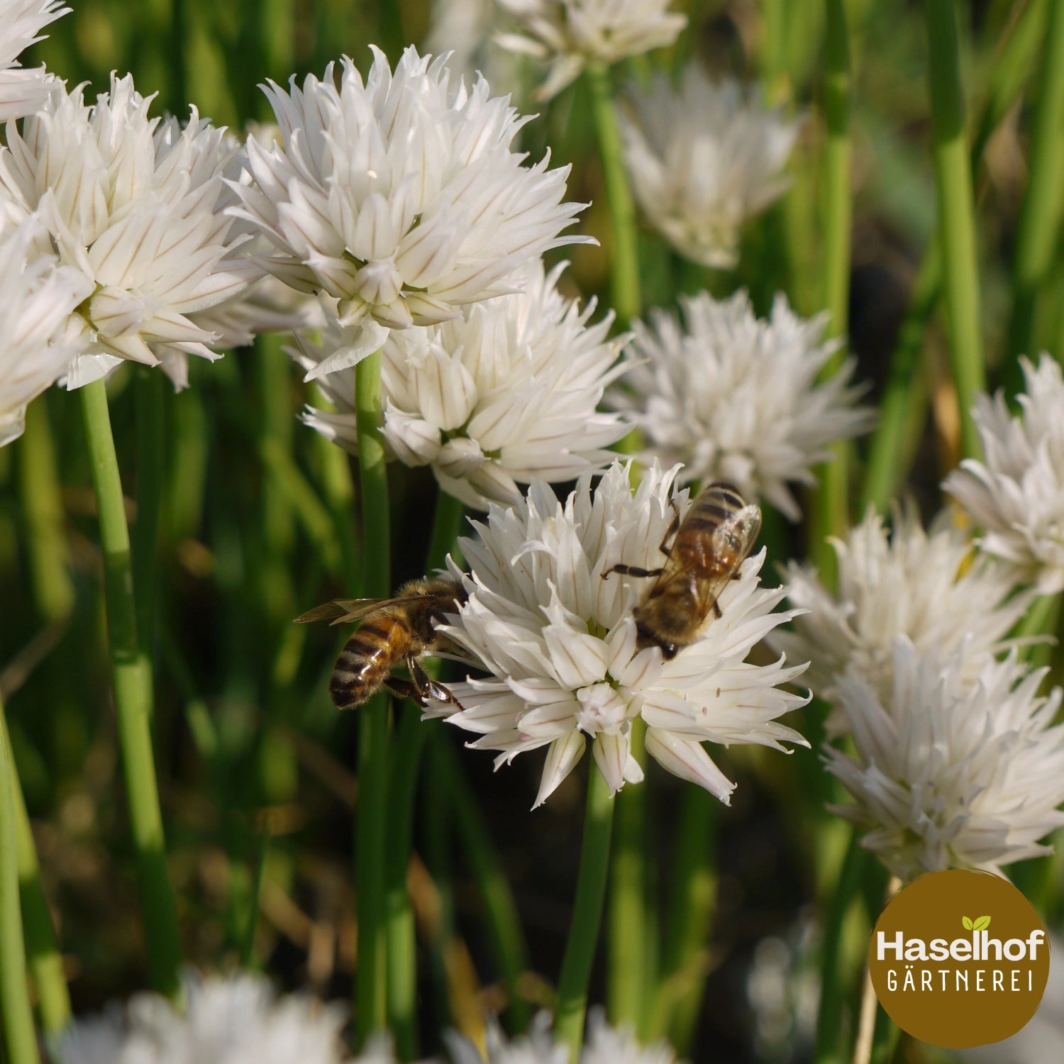 Allium schoenoprasum `Album`