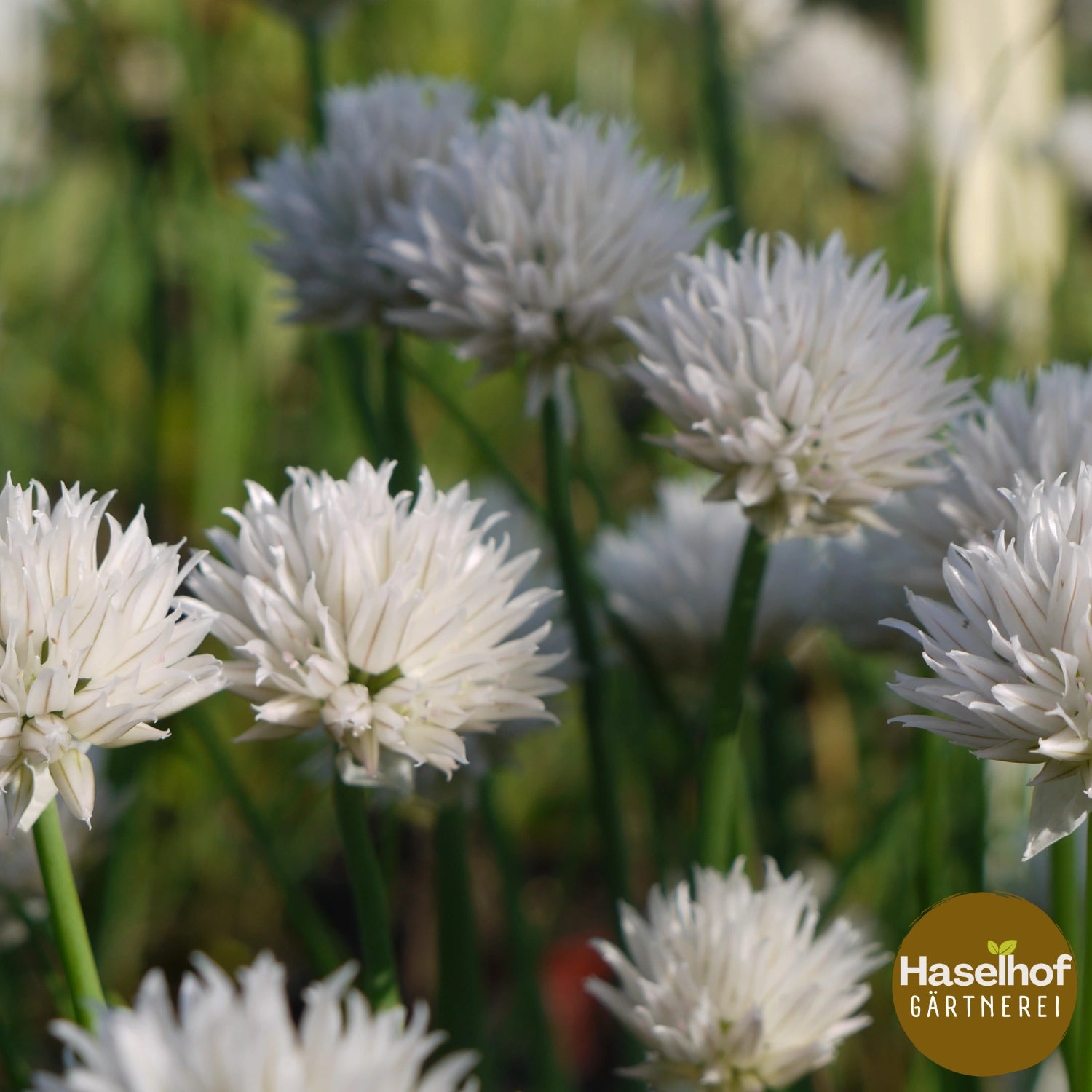 Allium schoenoprasum `Album`