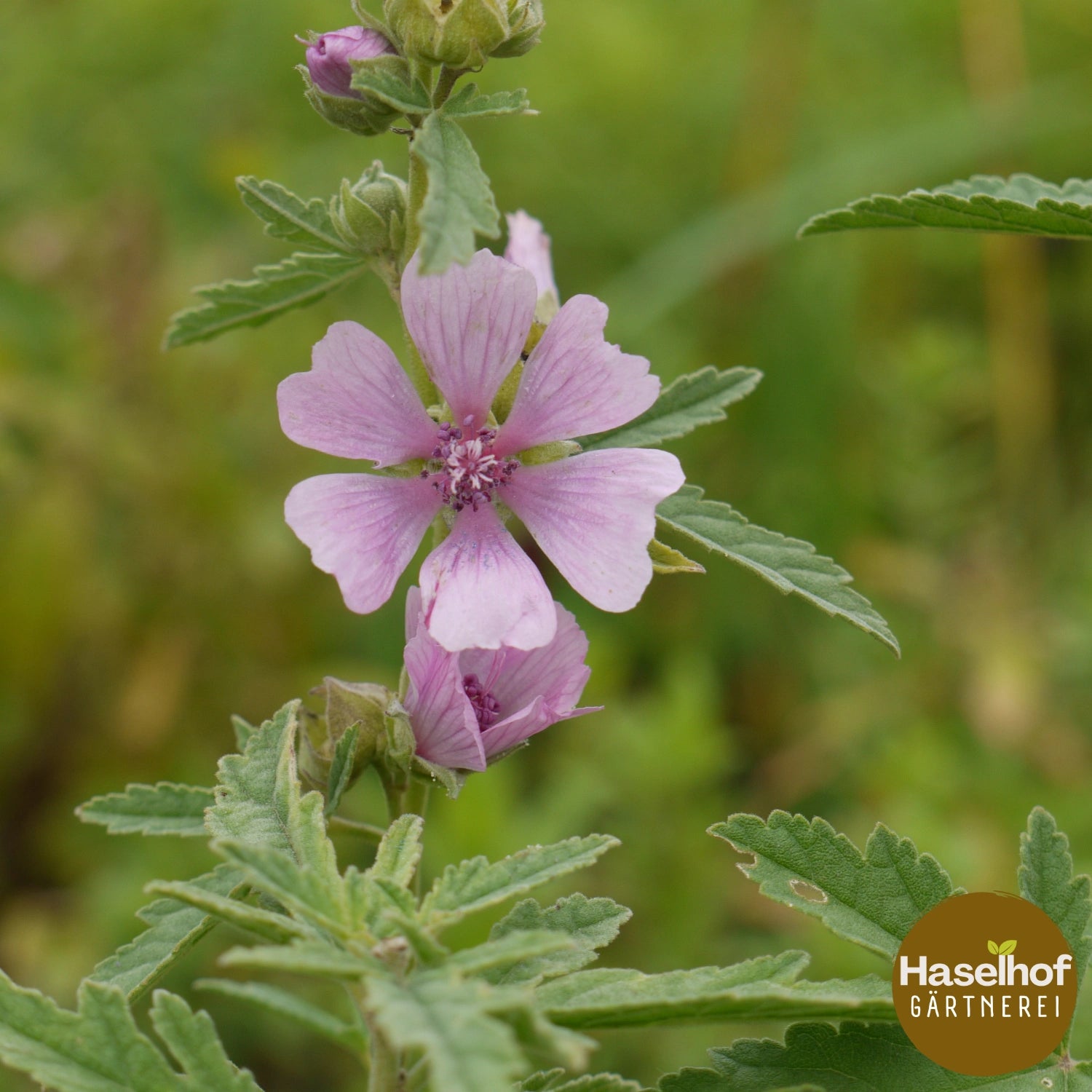 Althaea cannabina