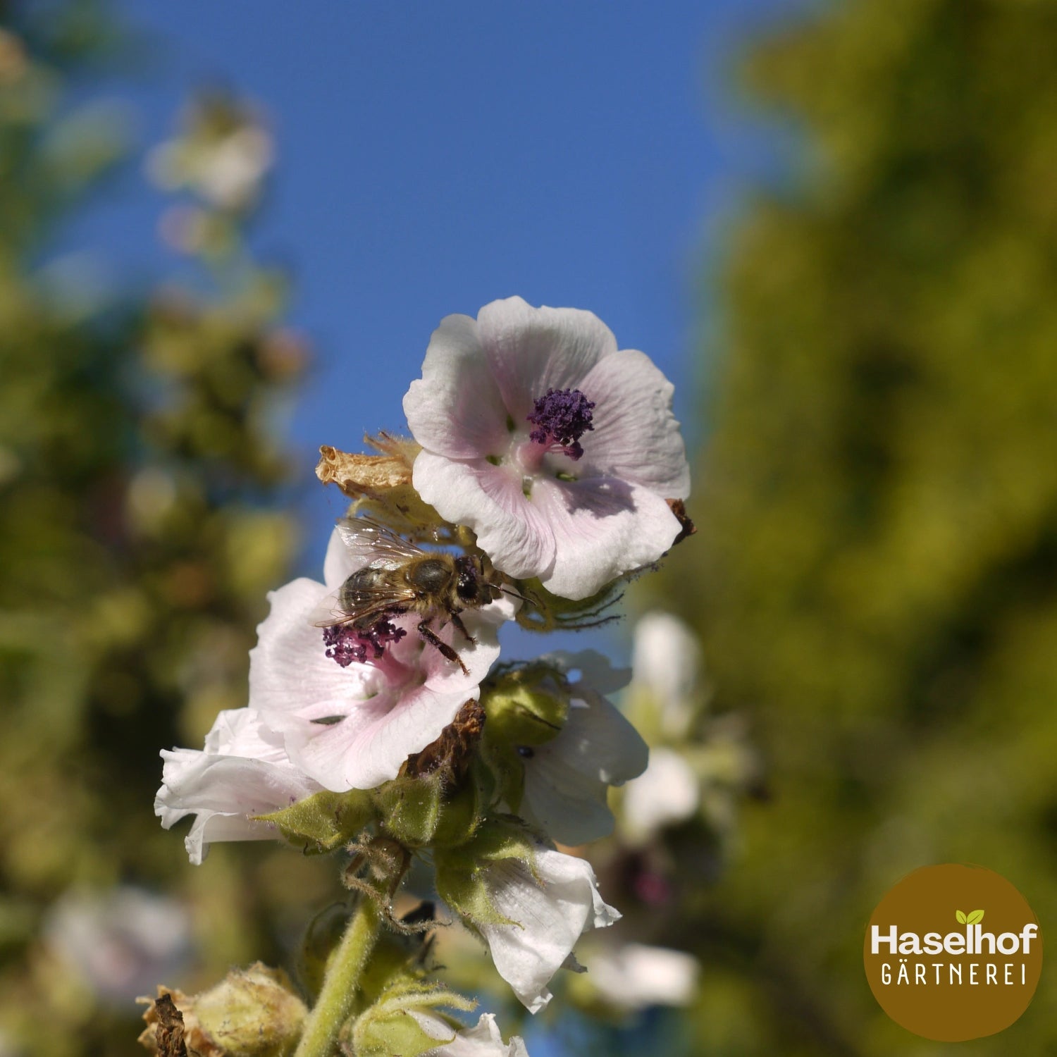 Guimauve officinale