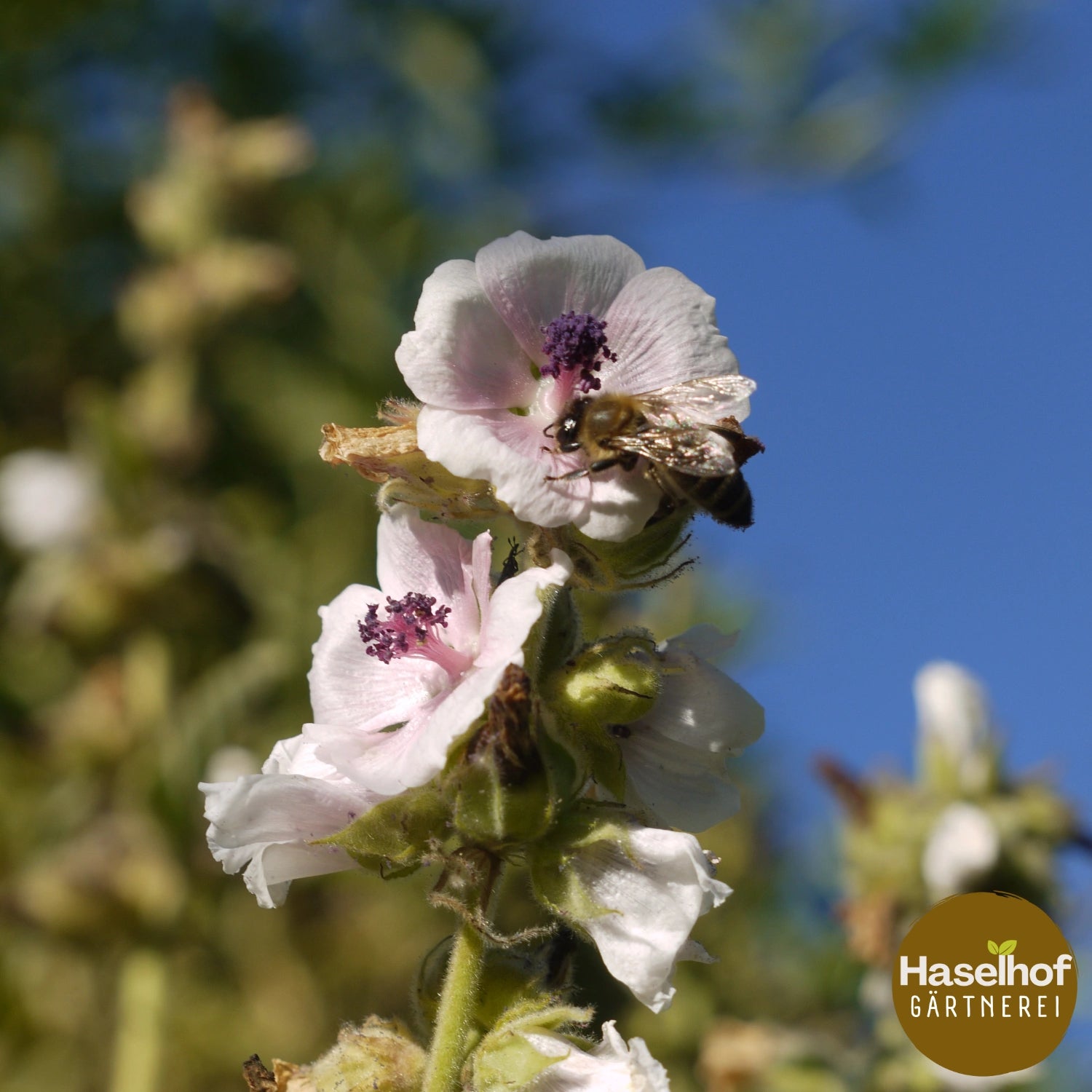 Guimauve officinale