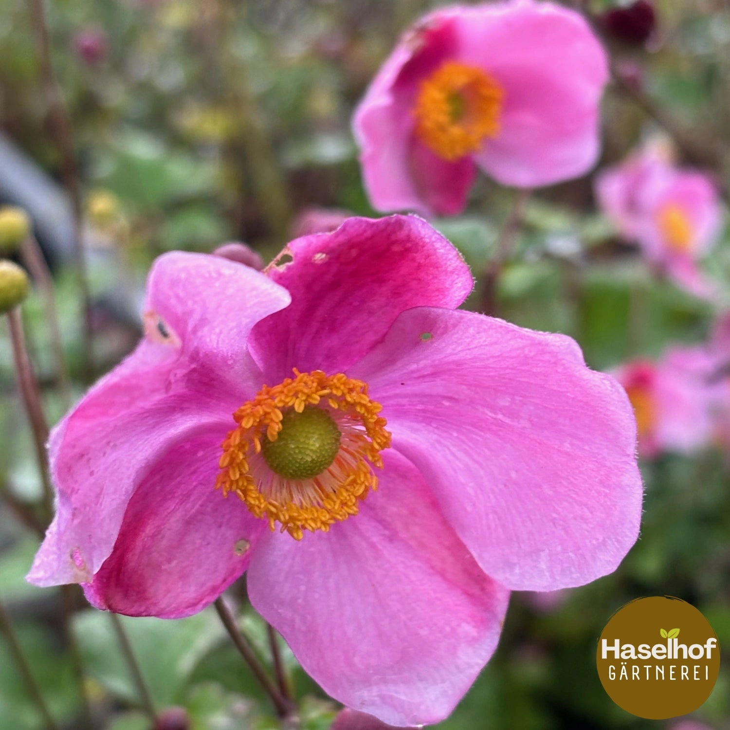 Anemone hupehensis `Praecox`