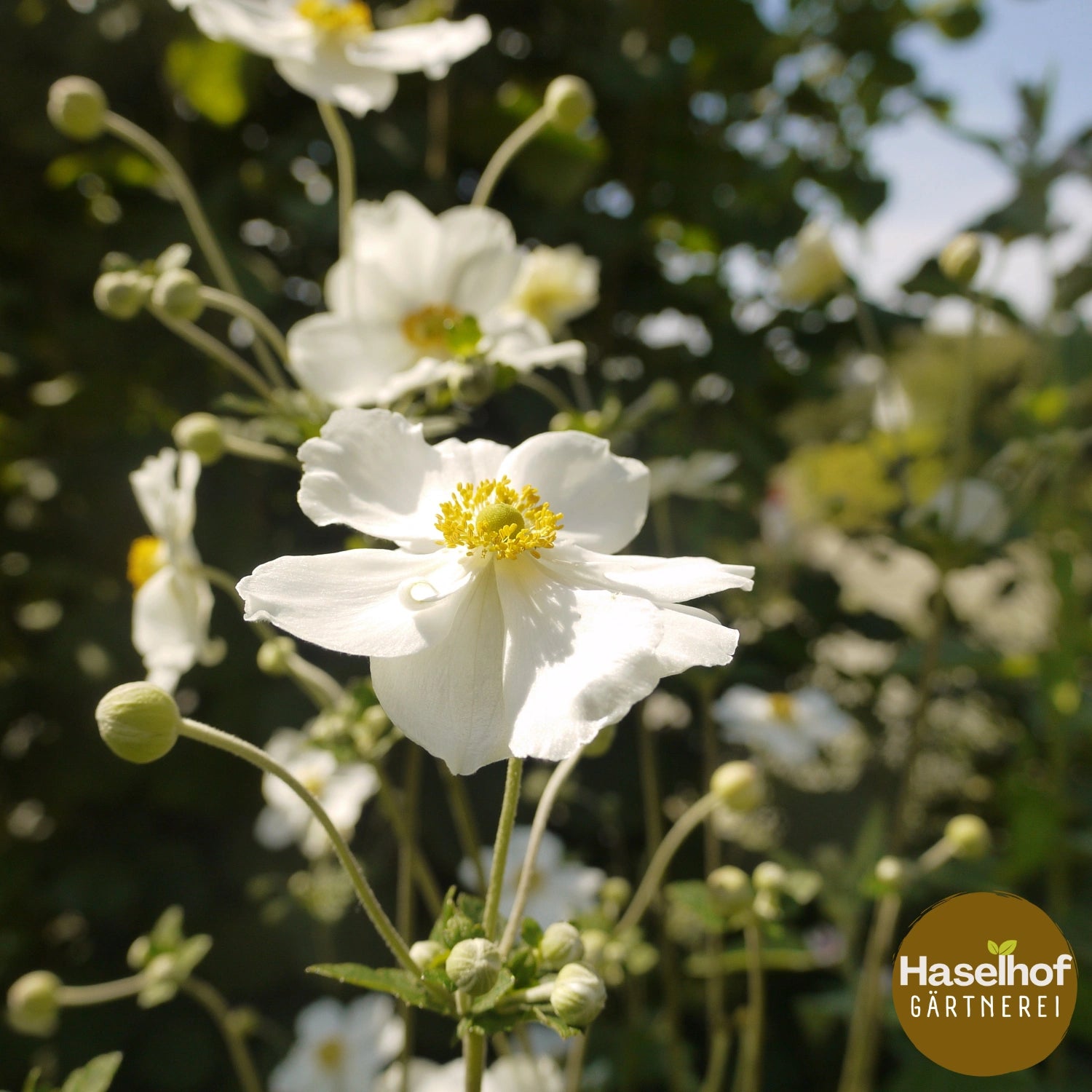 Anemone hybrida (x) `Honorine Jobert`