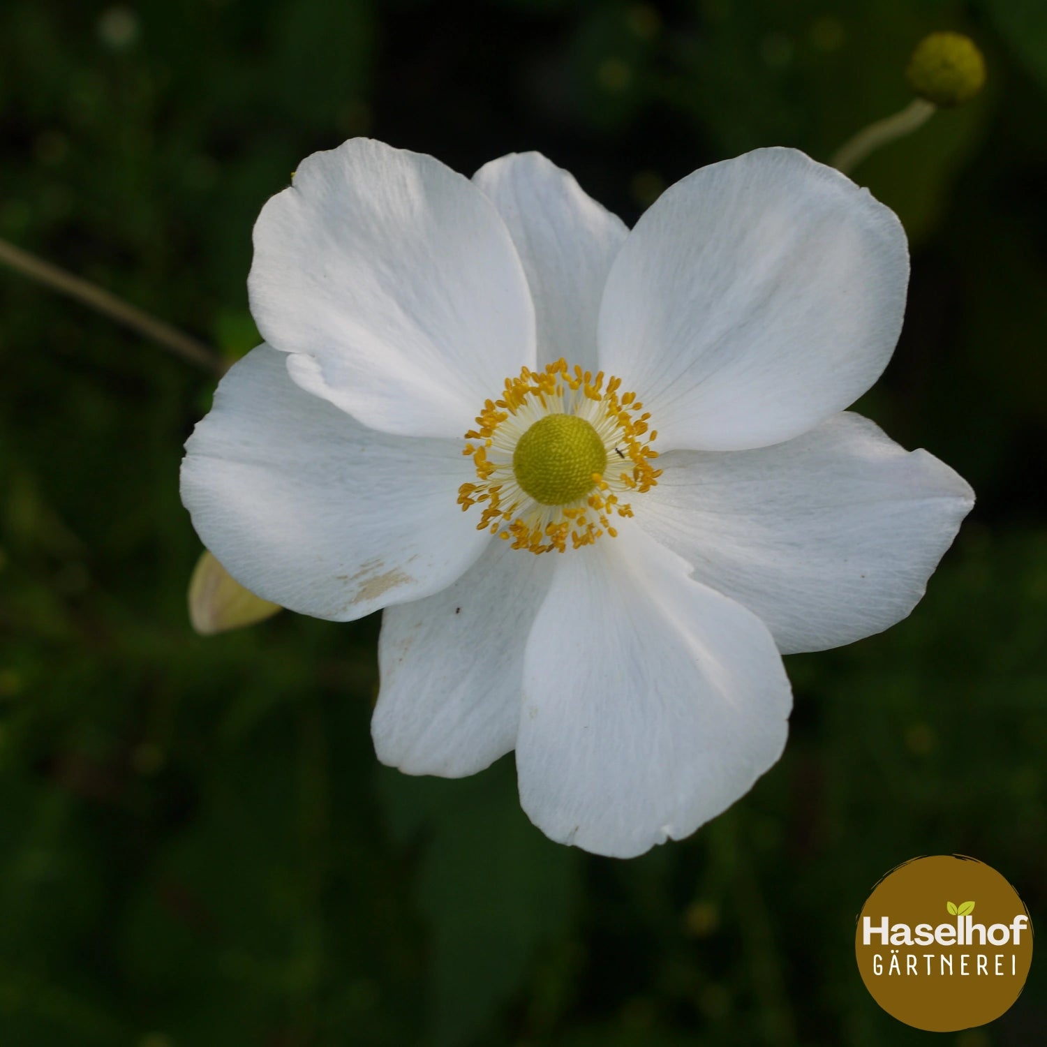 Anemone hybrida (x) `Honorine Jobert`