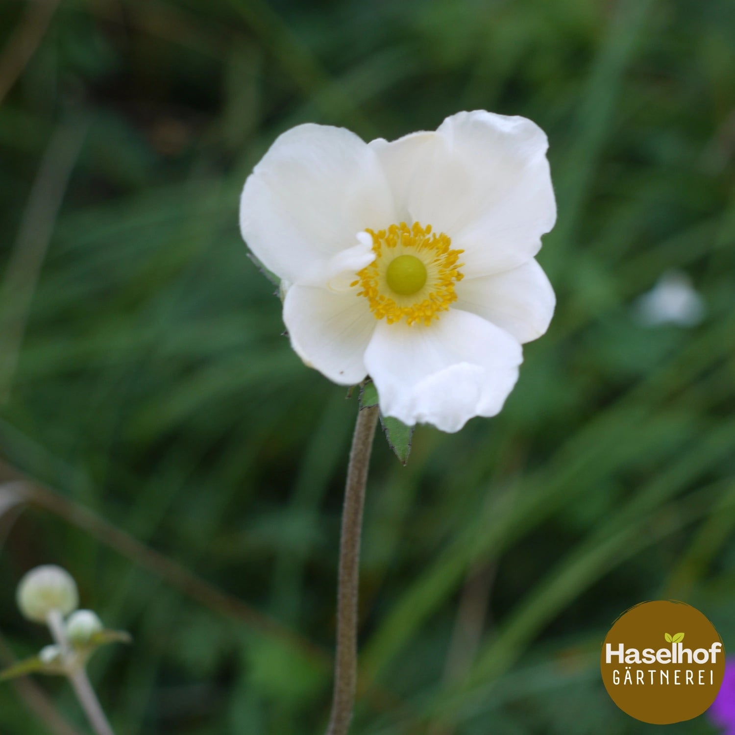 Anemone hybrida (x) `Honorine Jobert`