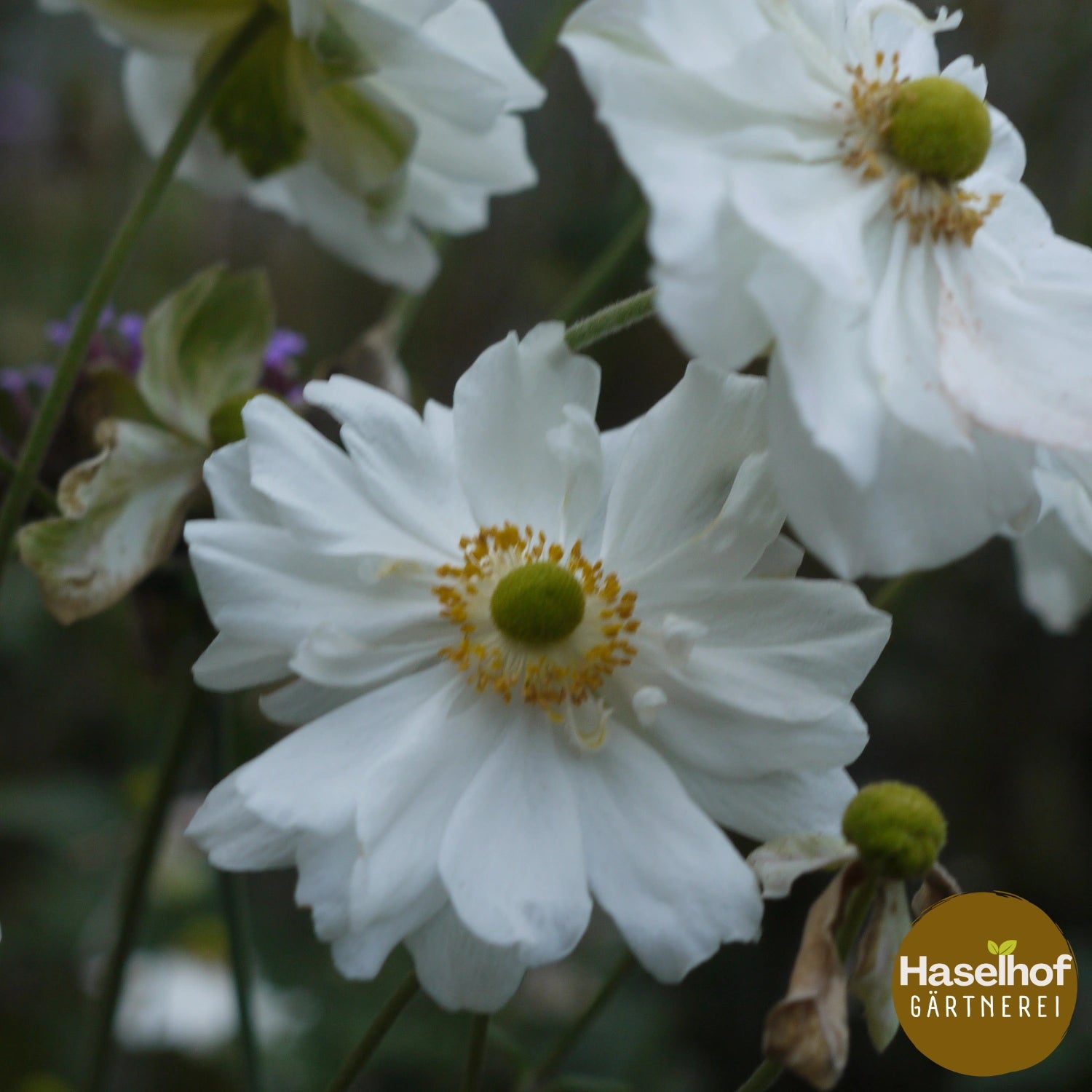 Anemone hybrida (x) `Whirlwind`
