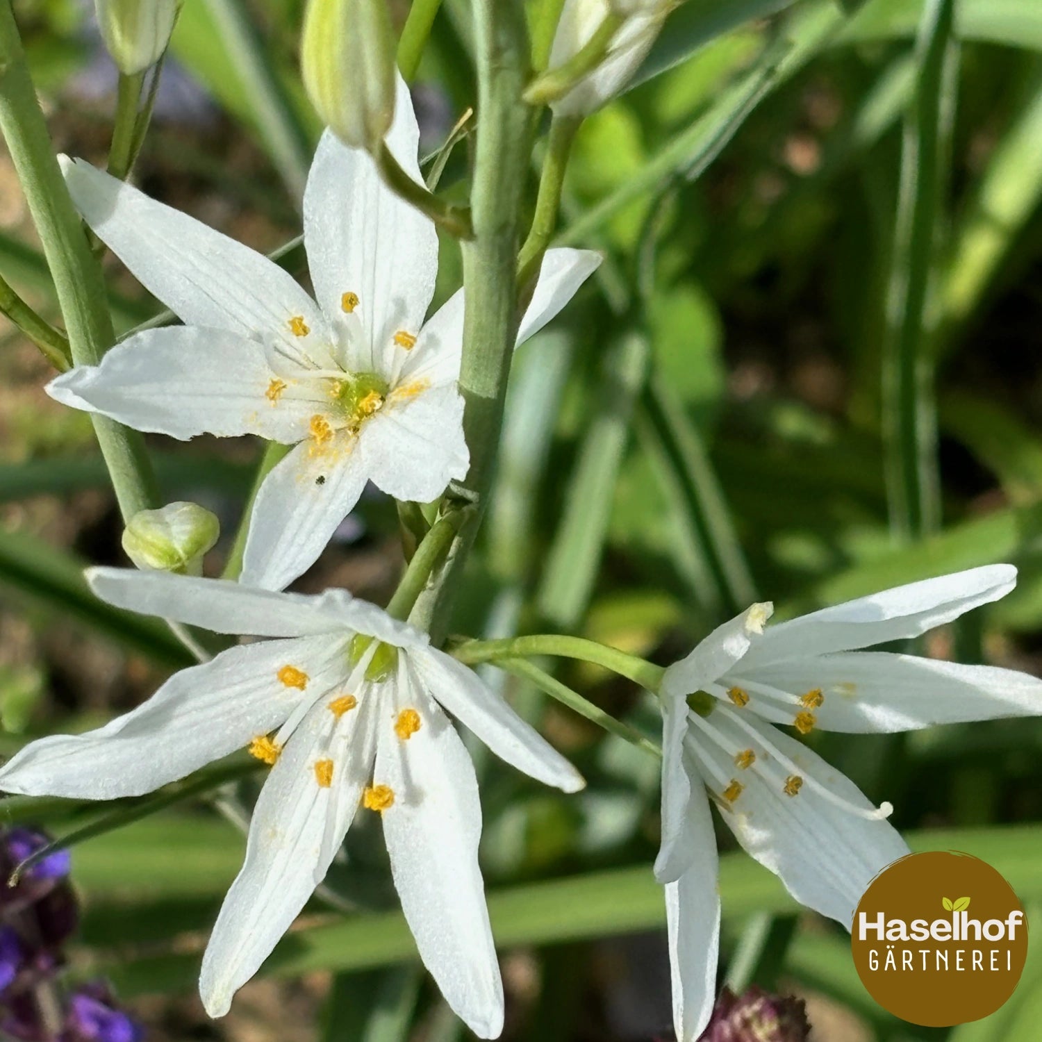 Anthericum liliago