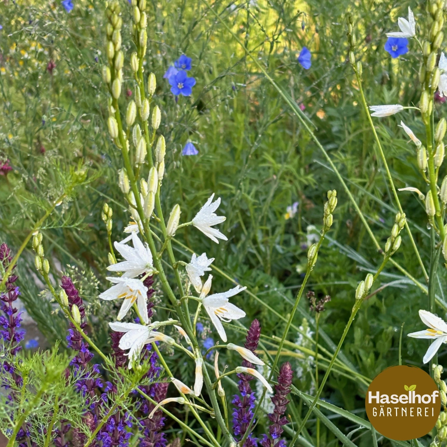Anthericum liliago