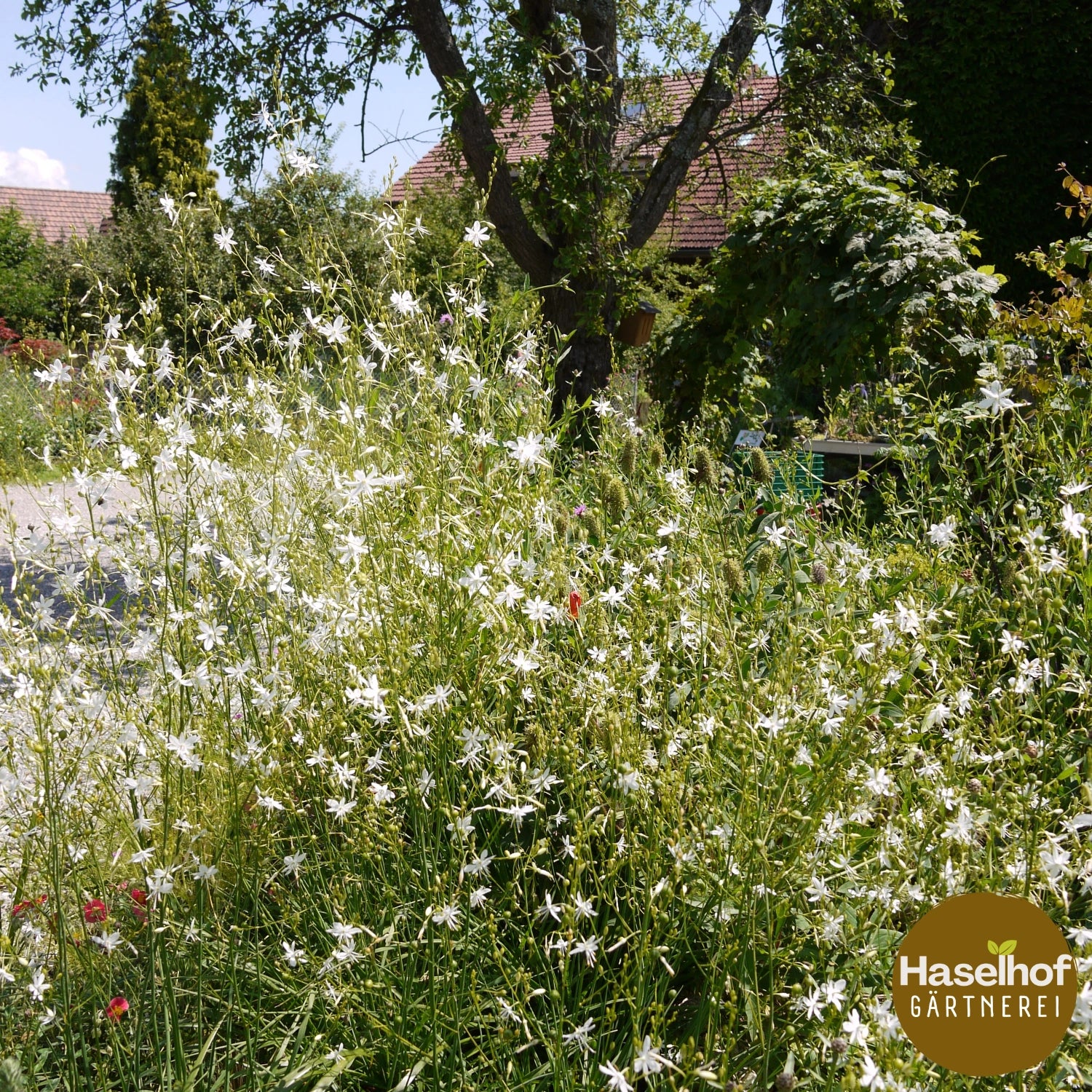 Anthericum ramosum