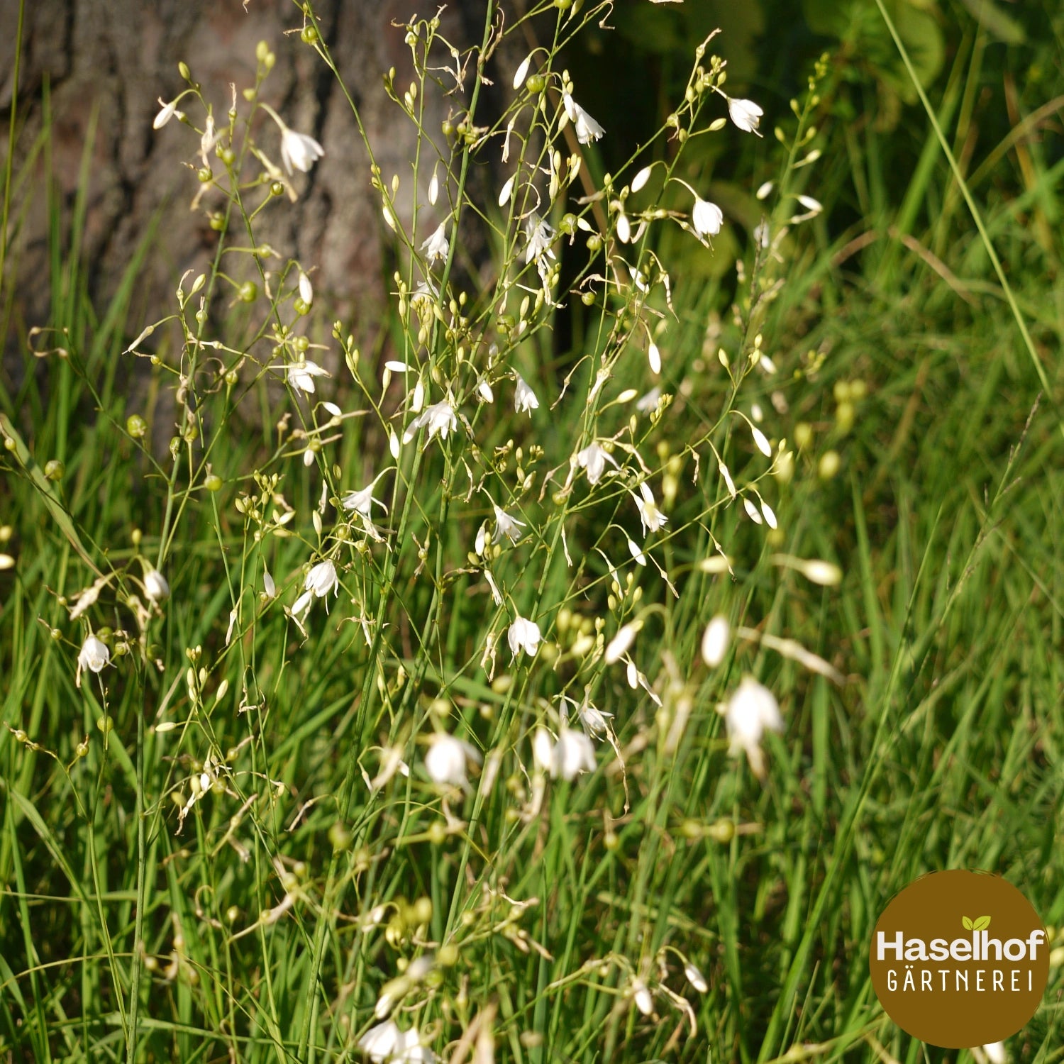 Anthericum ramosum