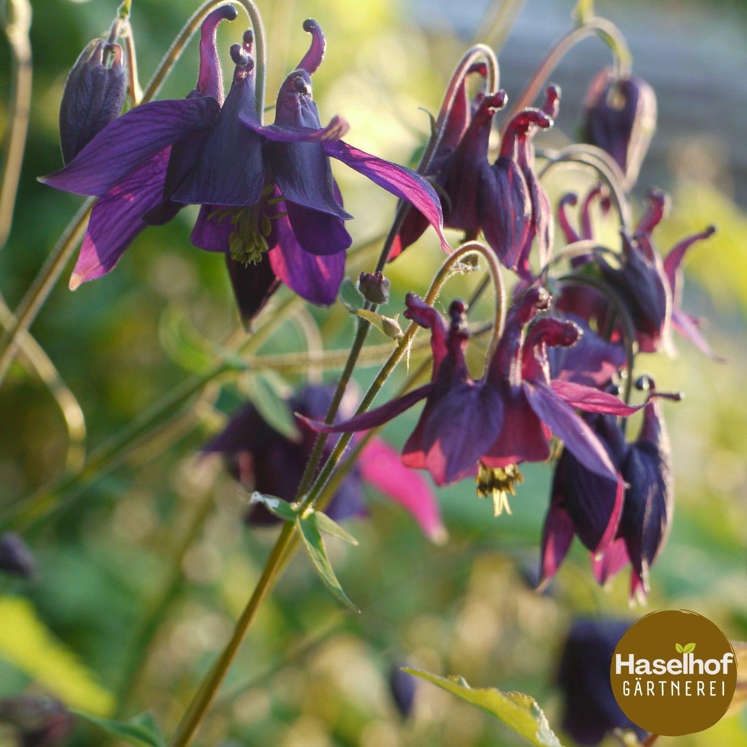 Aquilegia atrata