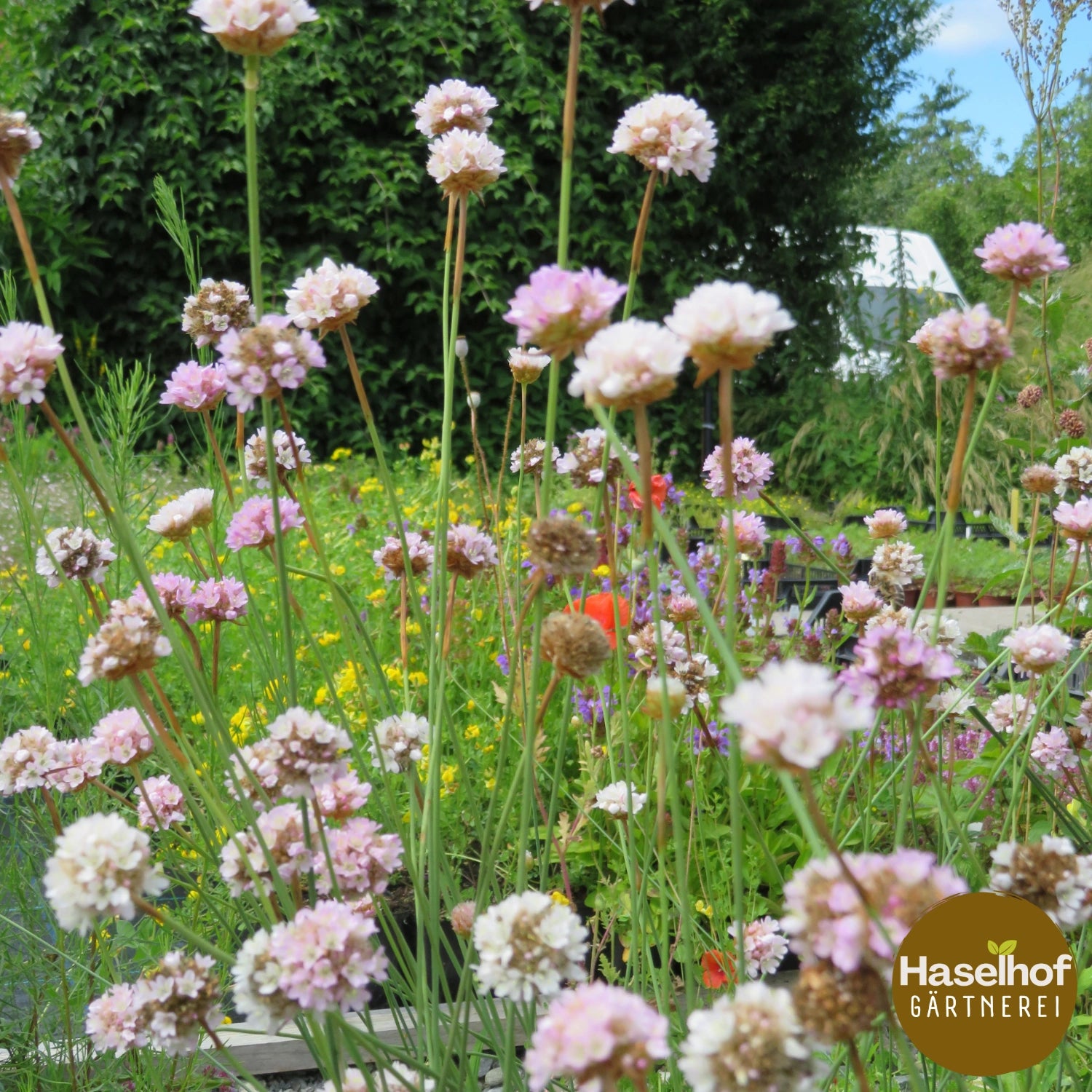 Armeria arenaria