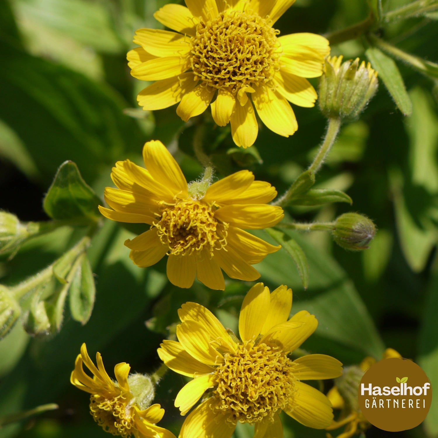 Arnica chamissonis