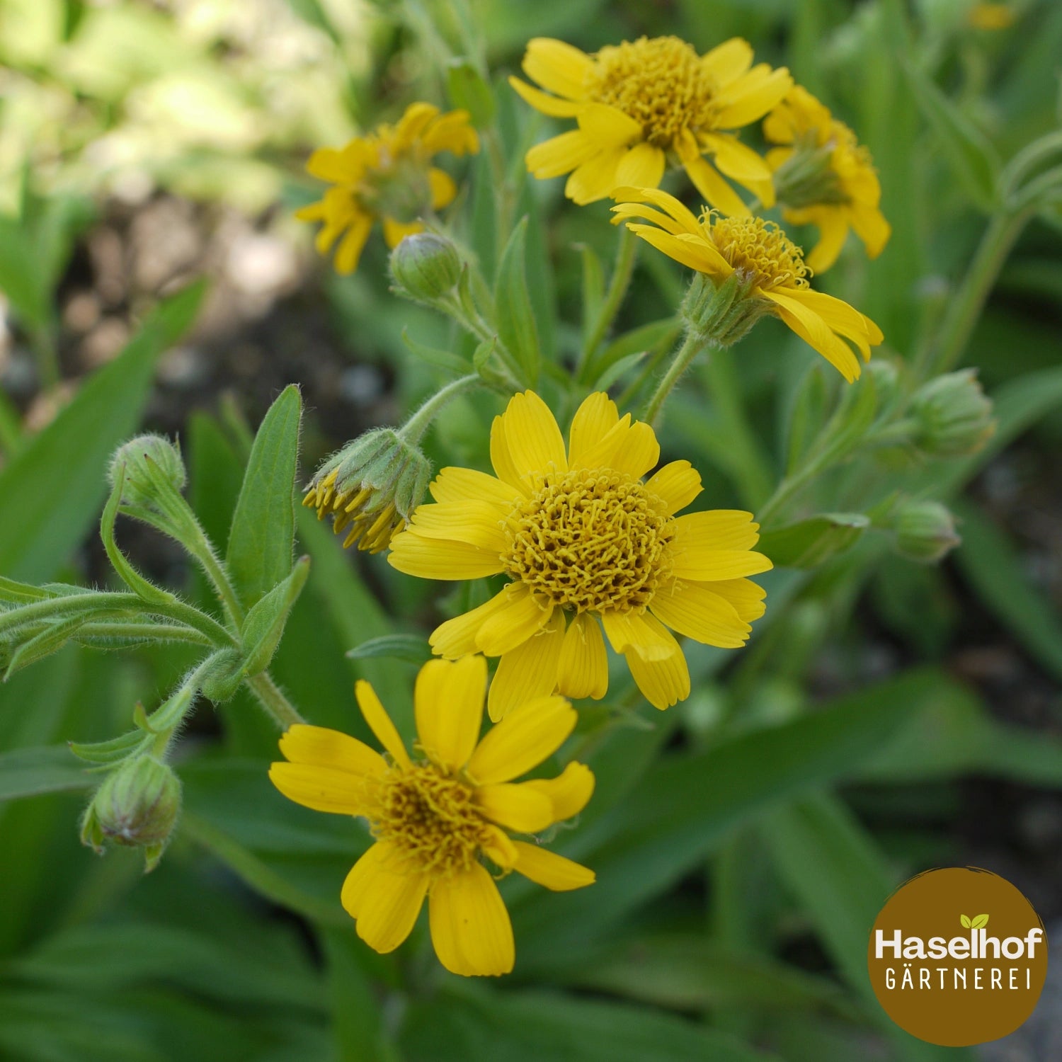 Arnica chamissonis