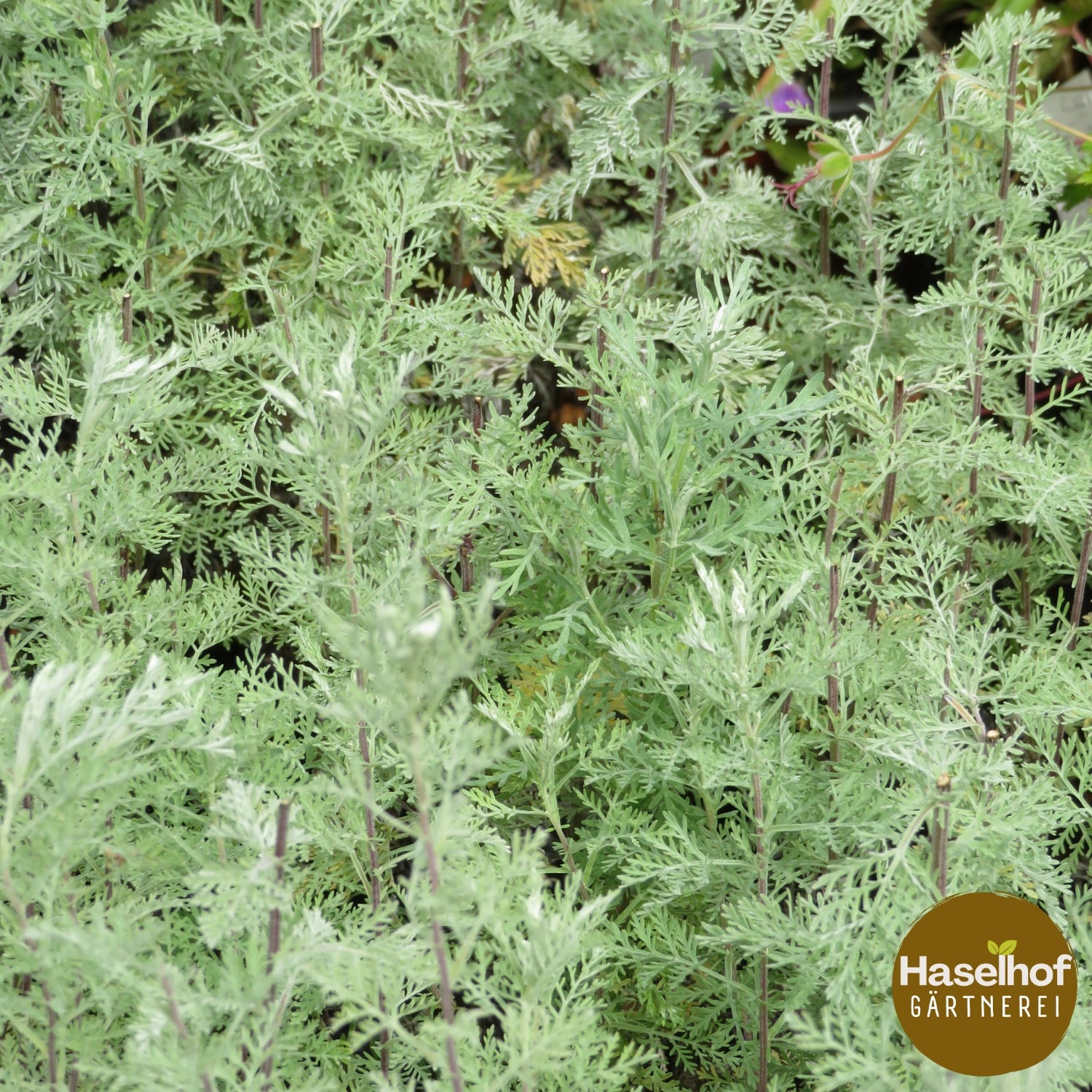 Artemisia absinthium