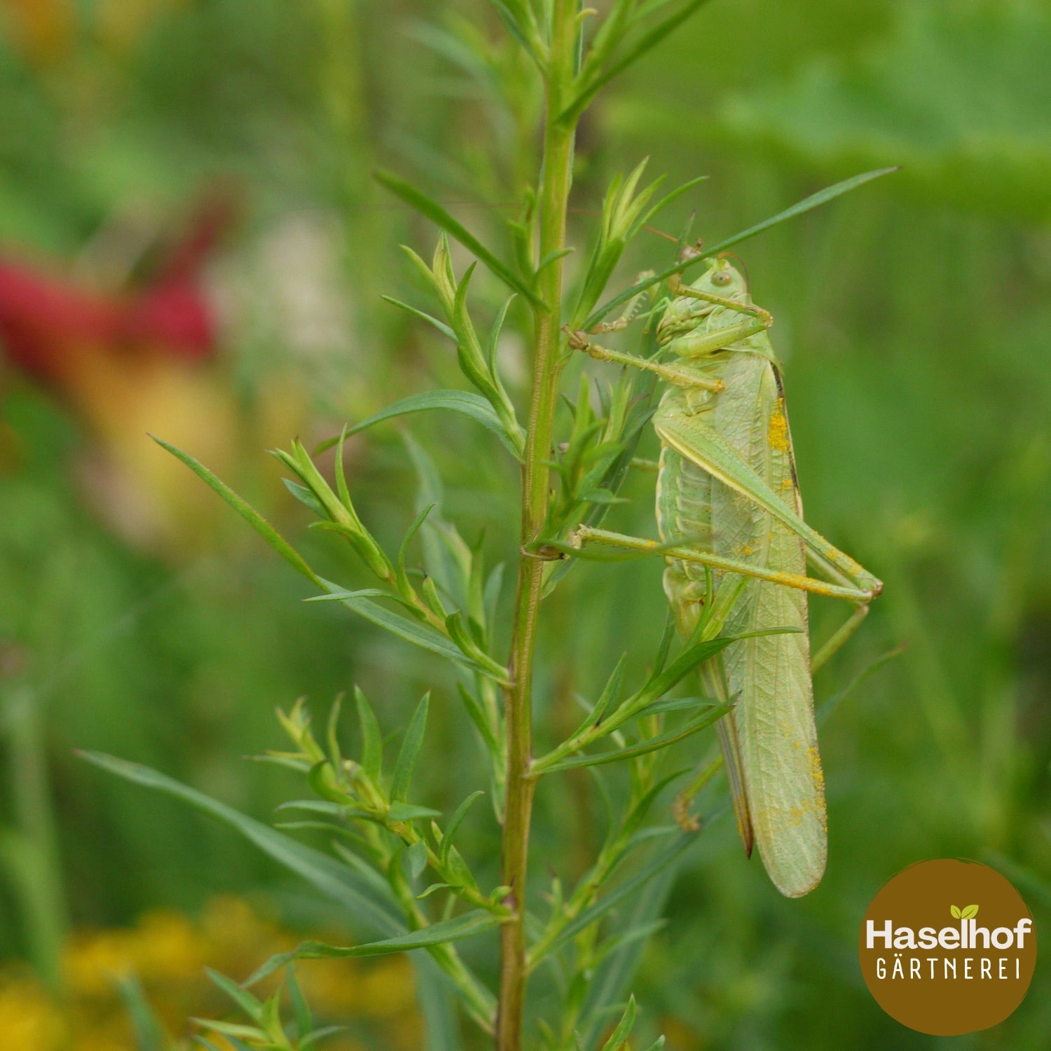 Artemisia dracunculus