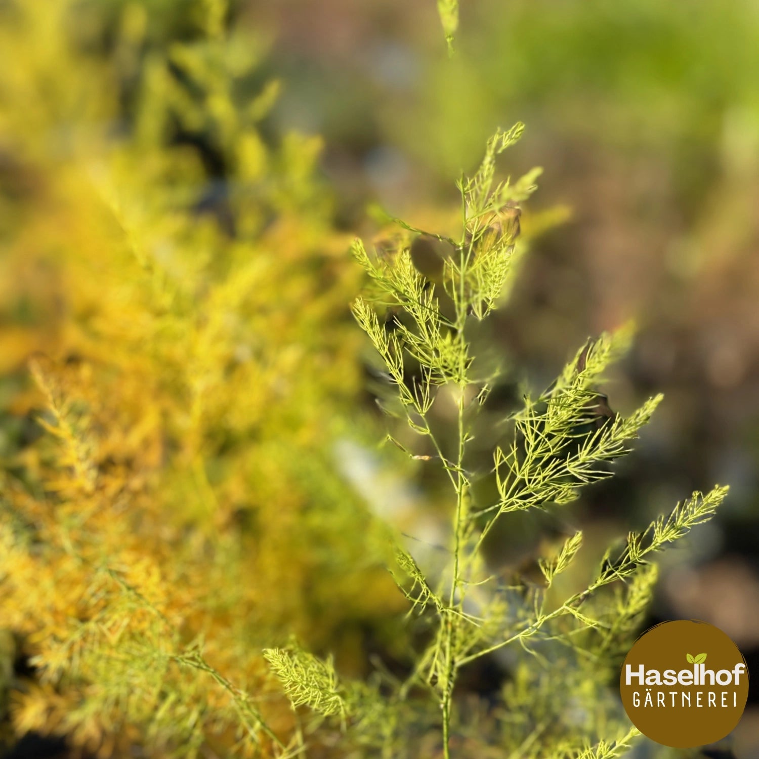 Asparagus officinalis