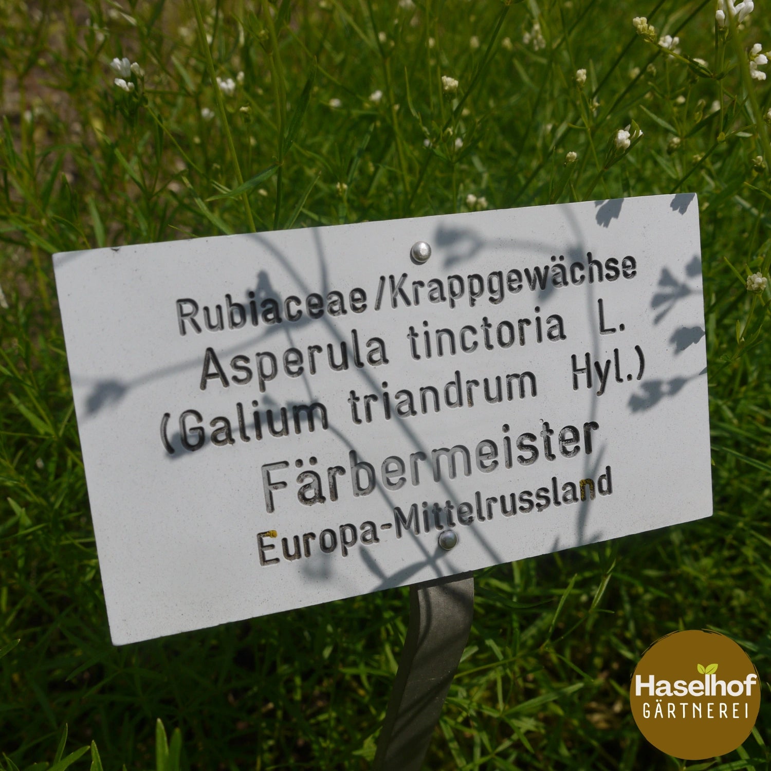 Asperula tinctoria