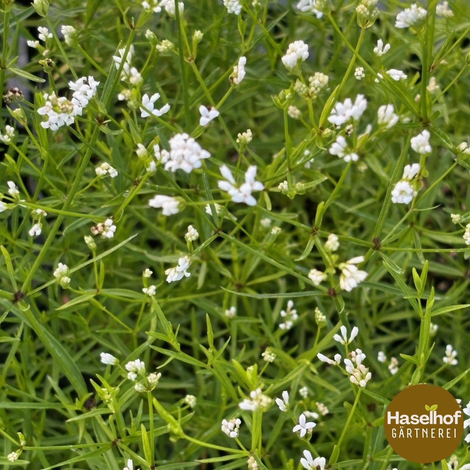Asperula tinctoria