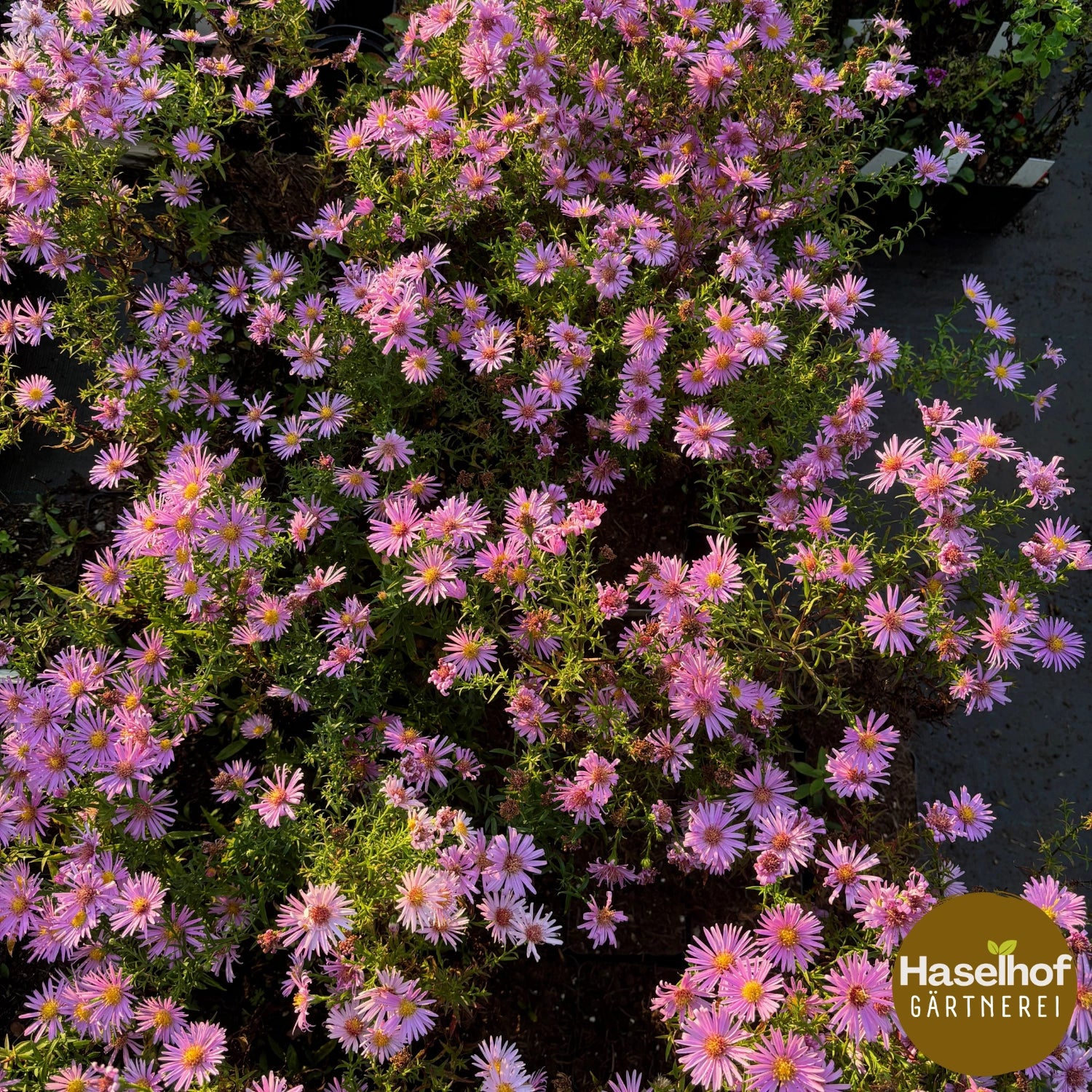 Aster Dumosus-Gruppe 'Peter Pan' (PSR)