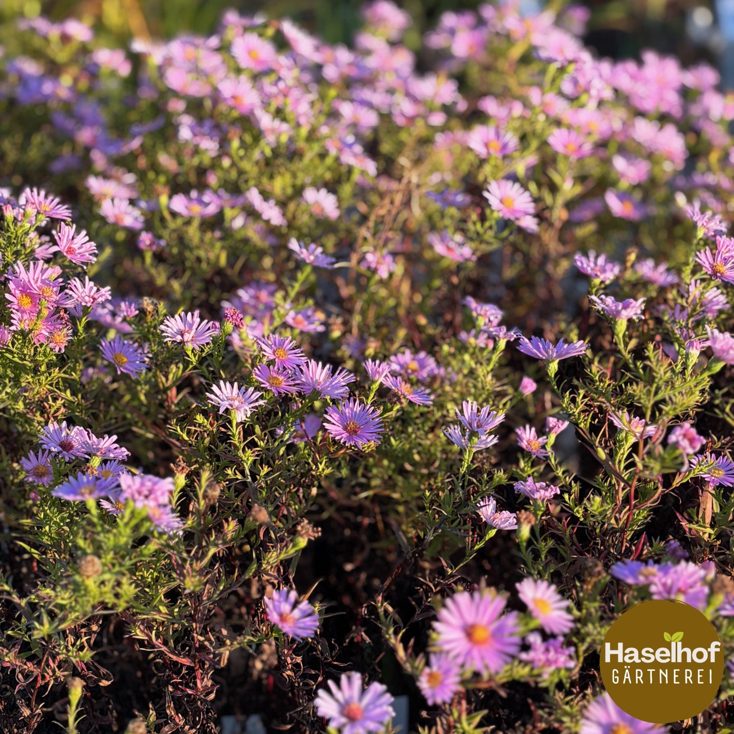 Aster Dumosus-Gruppe 'Peter Pan' (PSR)