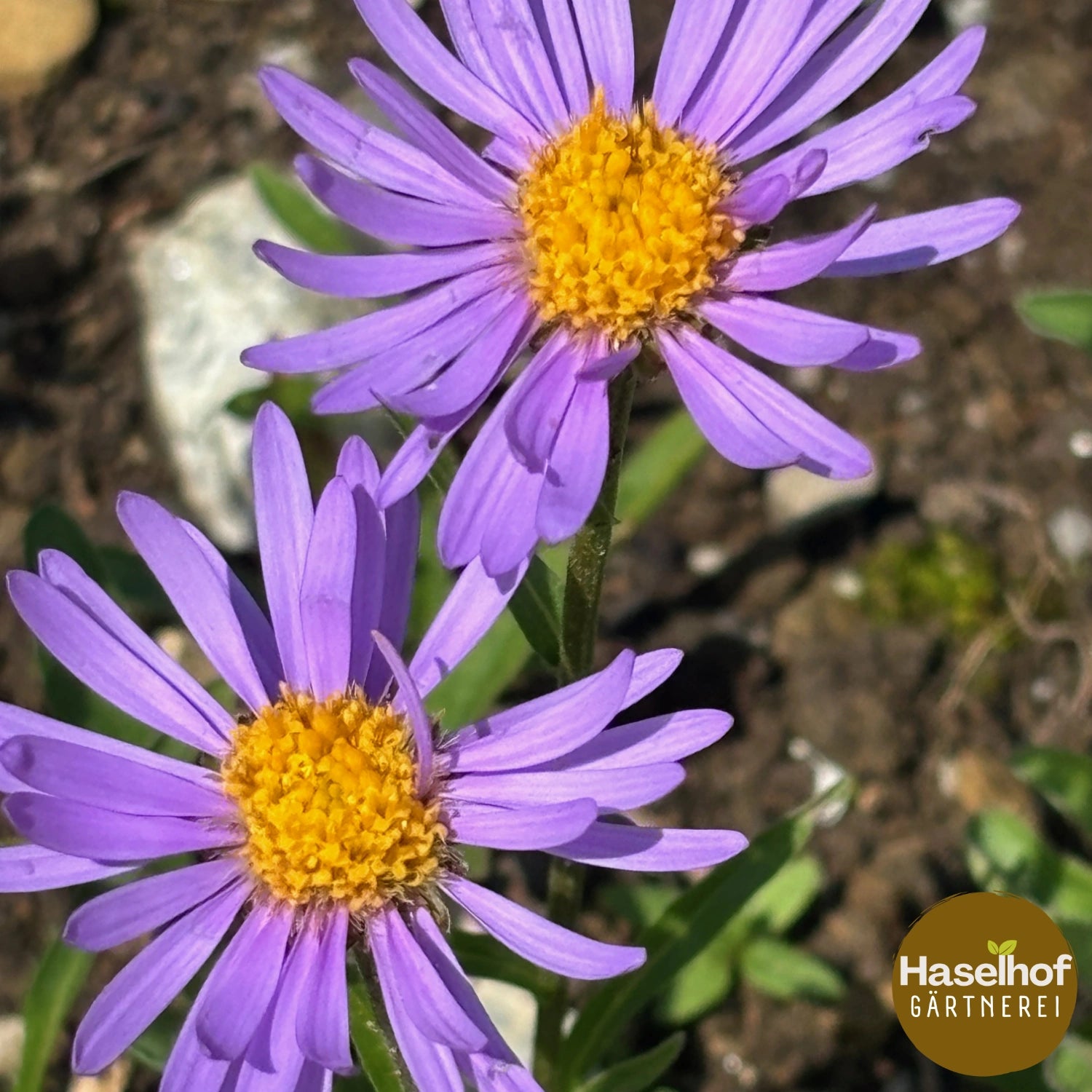 Aster alpinus