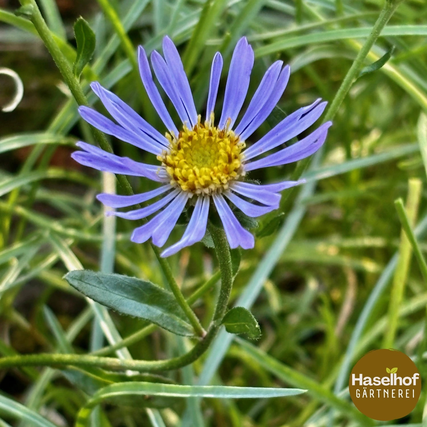 Aster amellus