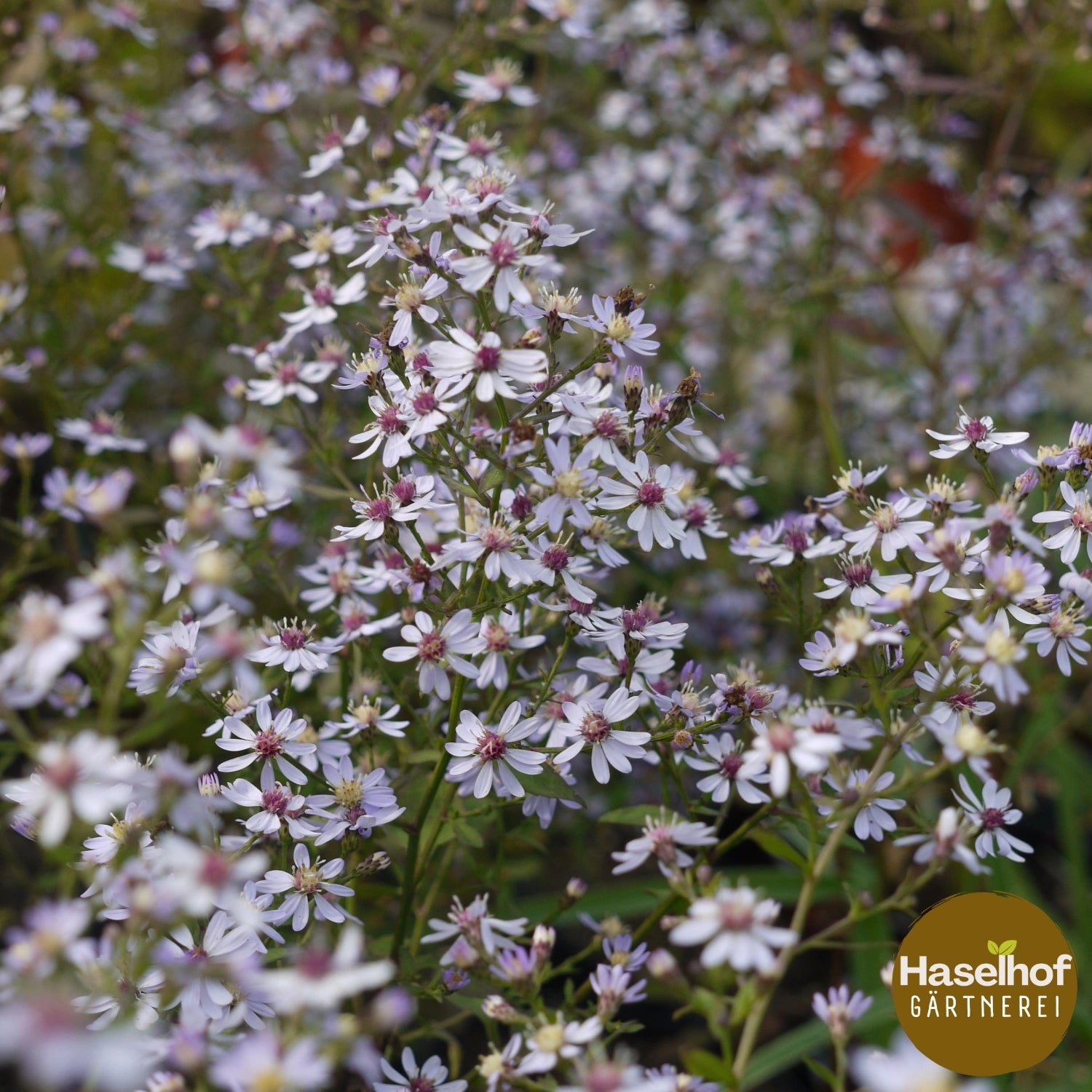 Aster cordifolius `Ideal`