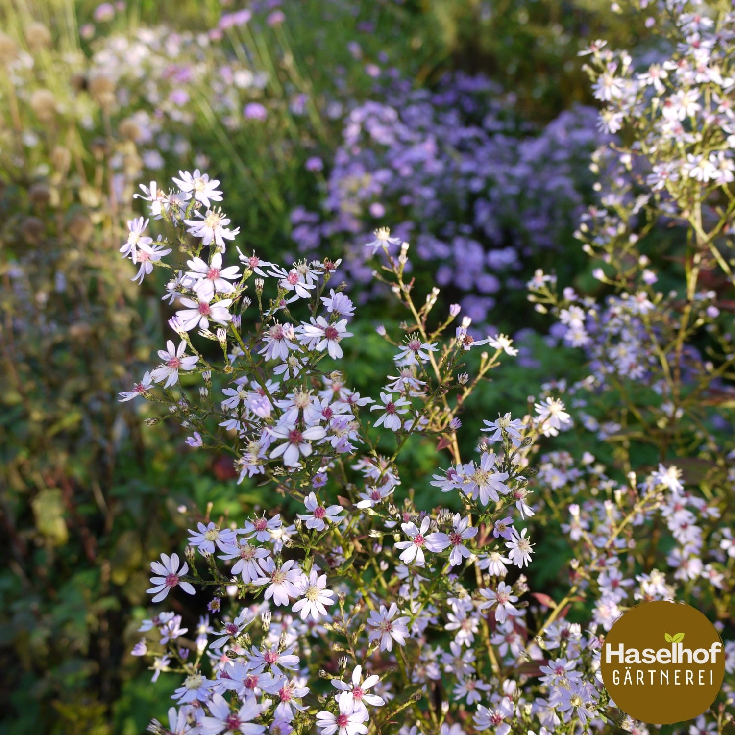 Aster cordifolius `Primrose Path `