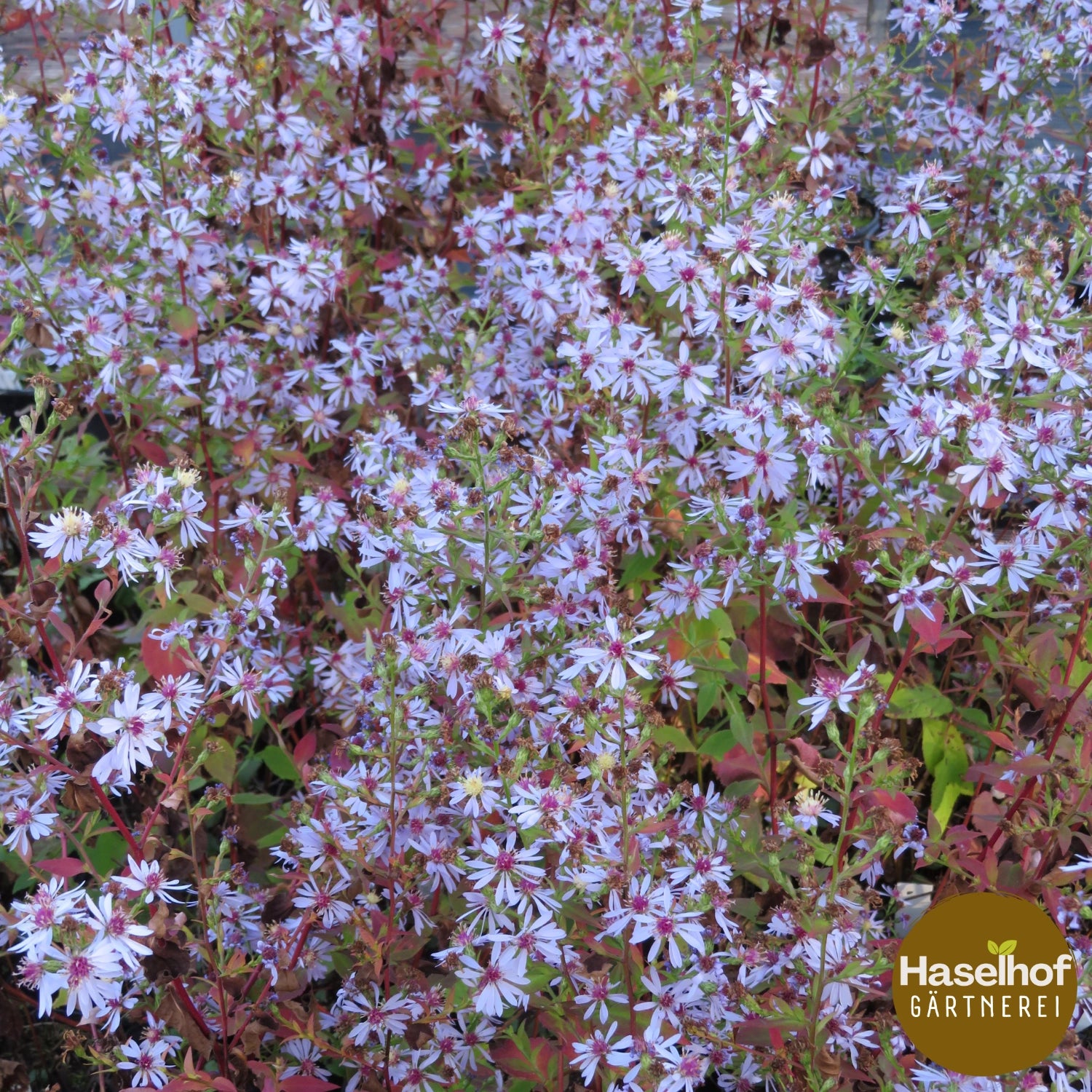 Aster cordifolius `Primrose Path `