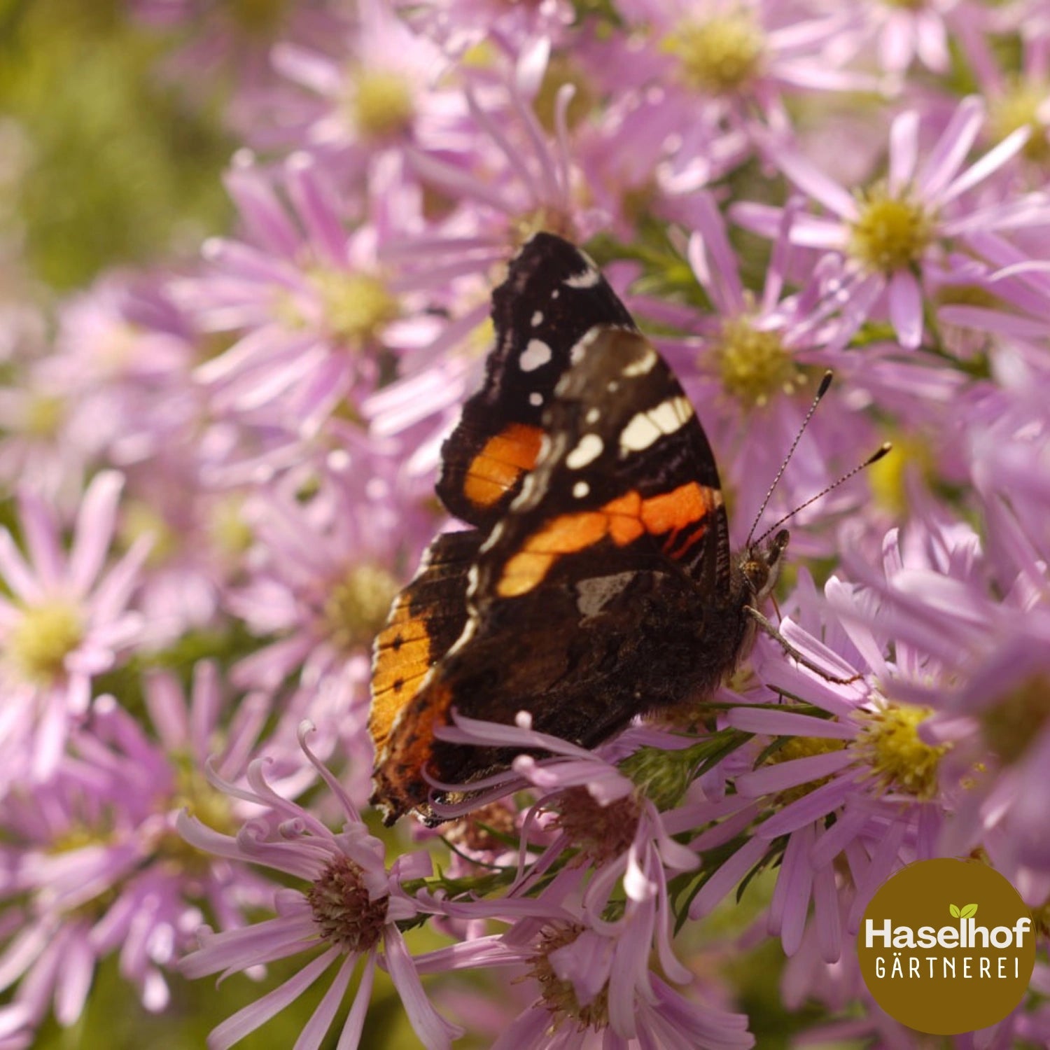Aster ericoides `Esther`