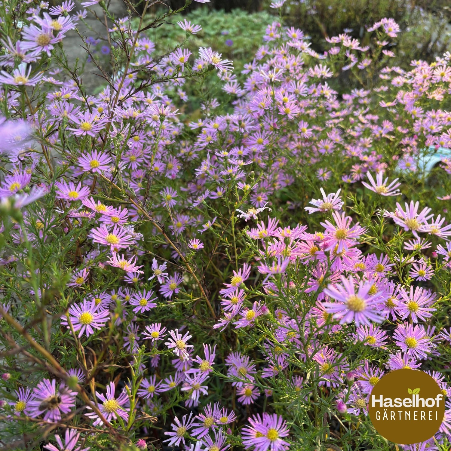 Aster ericoides `Esther`