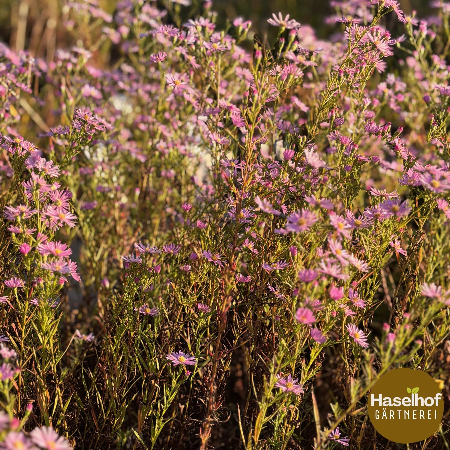Aster ericoides `Esther`