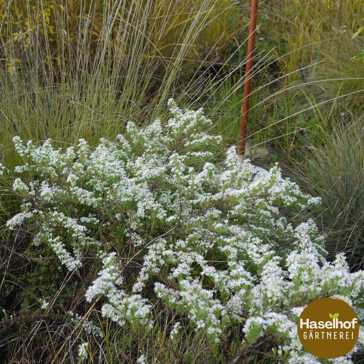 Aster ericoides «Schneetanne»