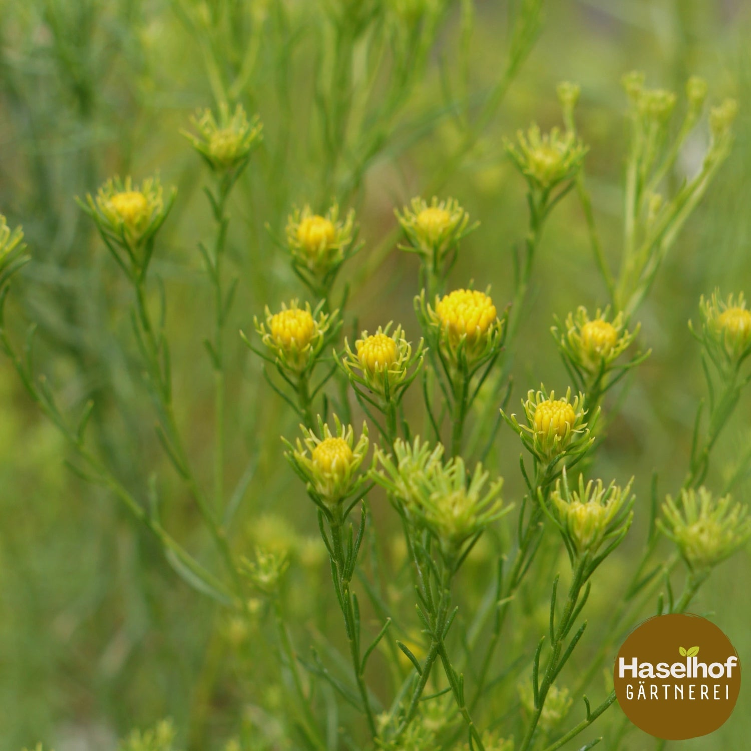 Aster linosyris