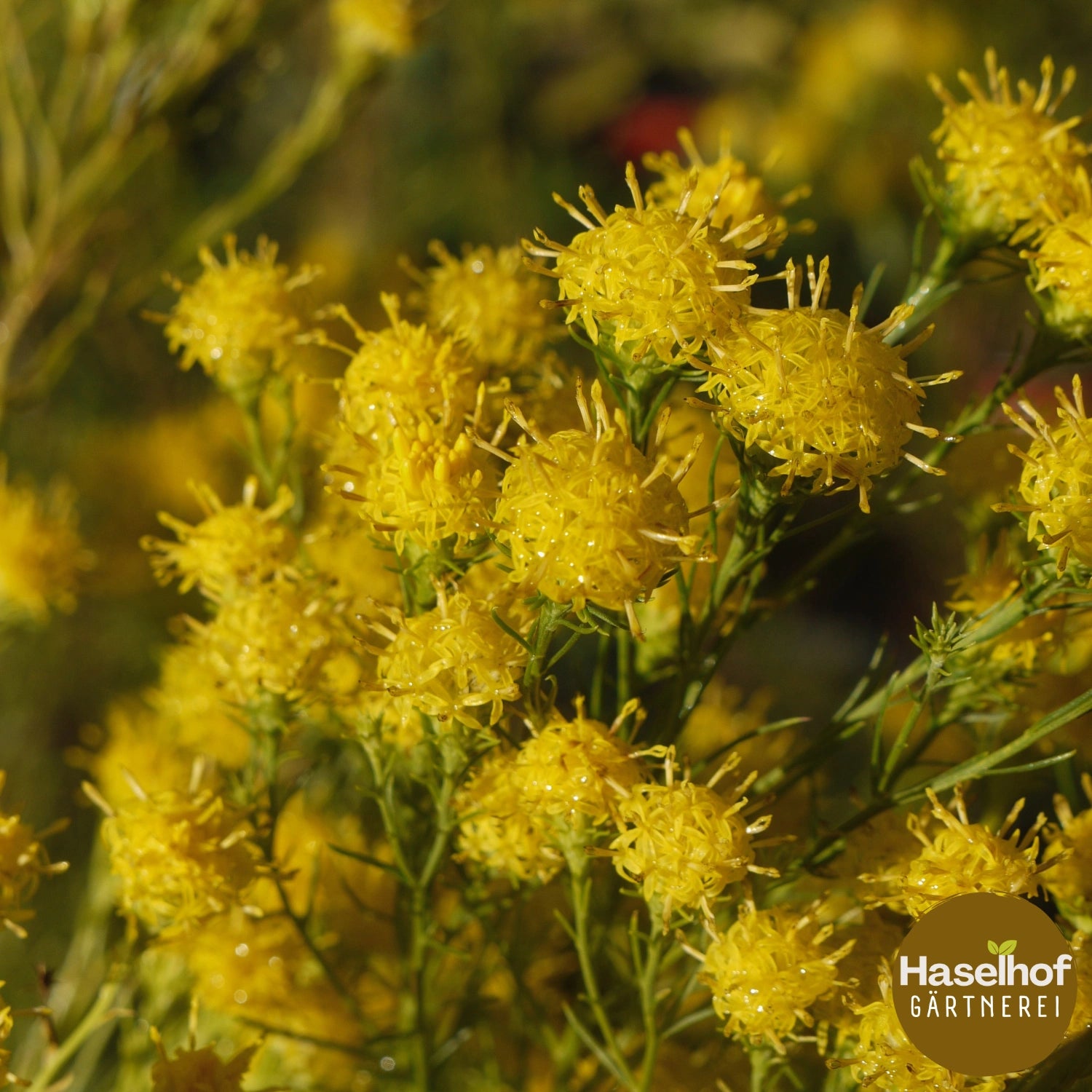 Aster linosyris