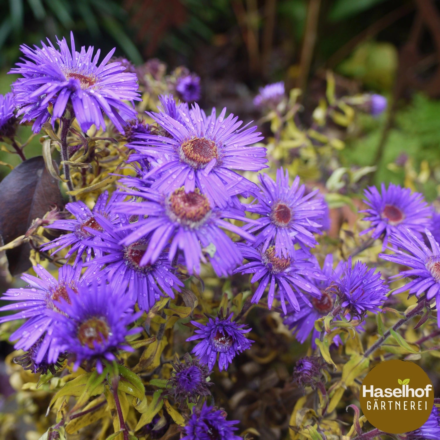 Aster novae-angliae « Eulenflug »
