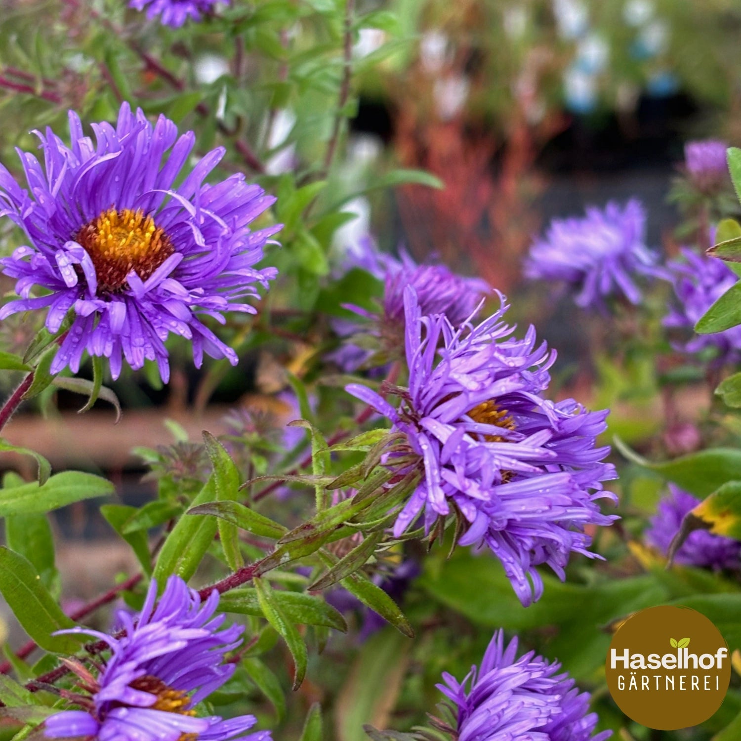 Aster novae-angliae « Eulenflug »