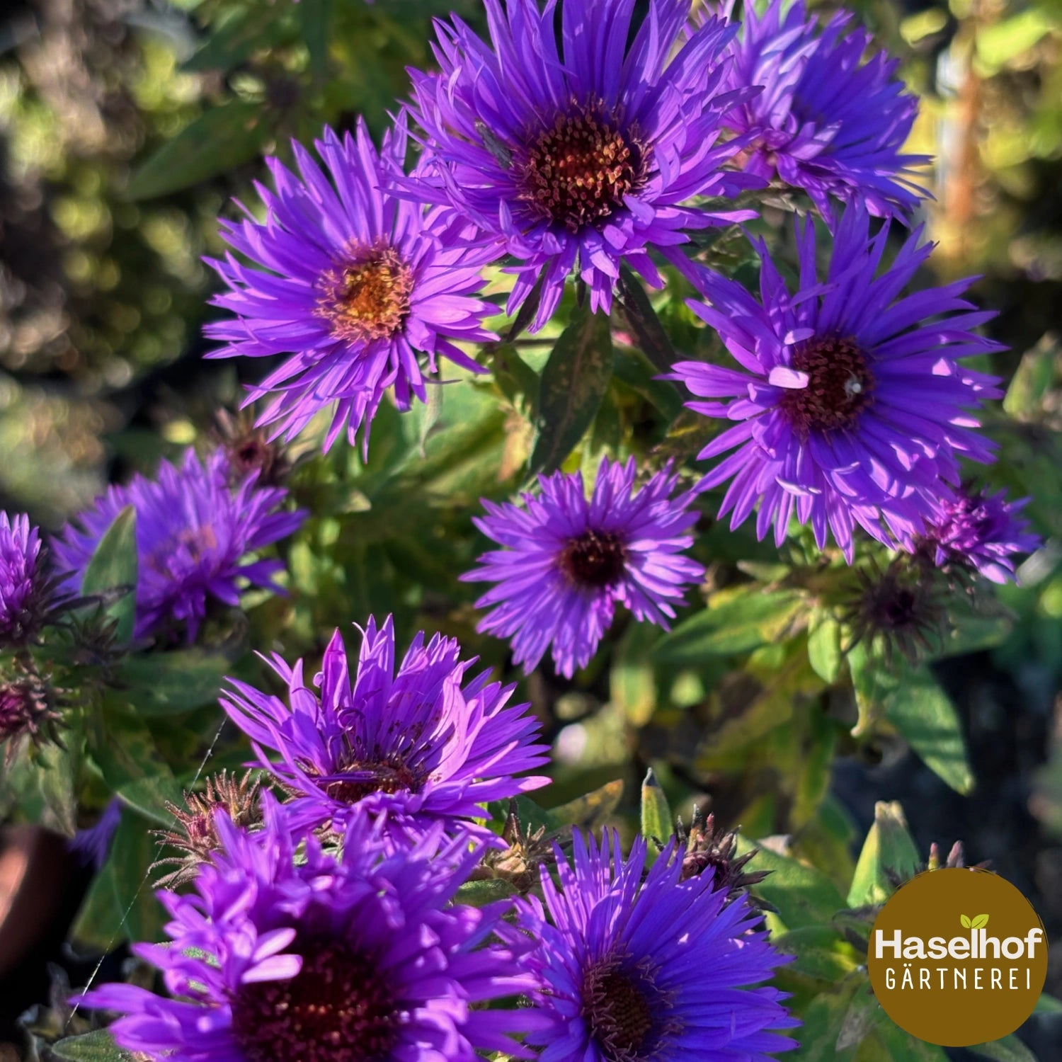 Aster novae-angliae « Eulenflug »