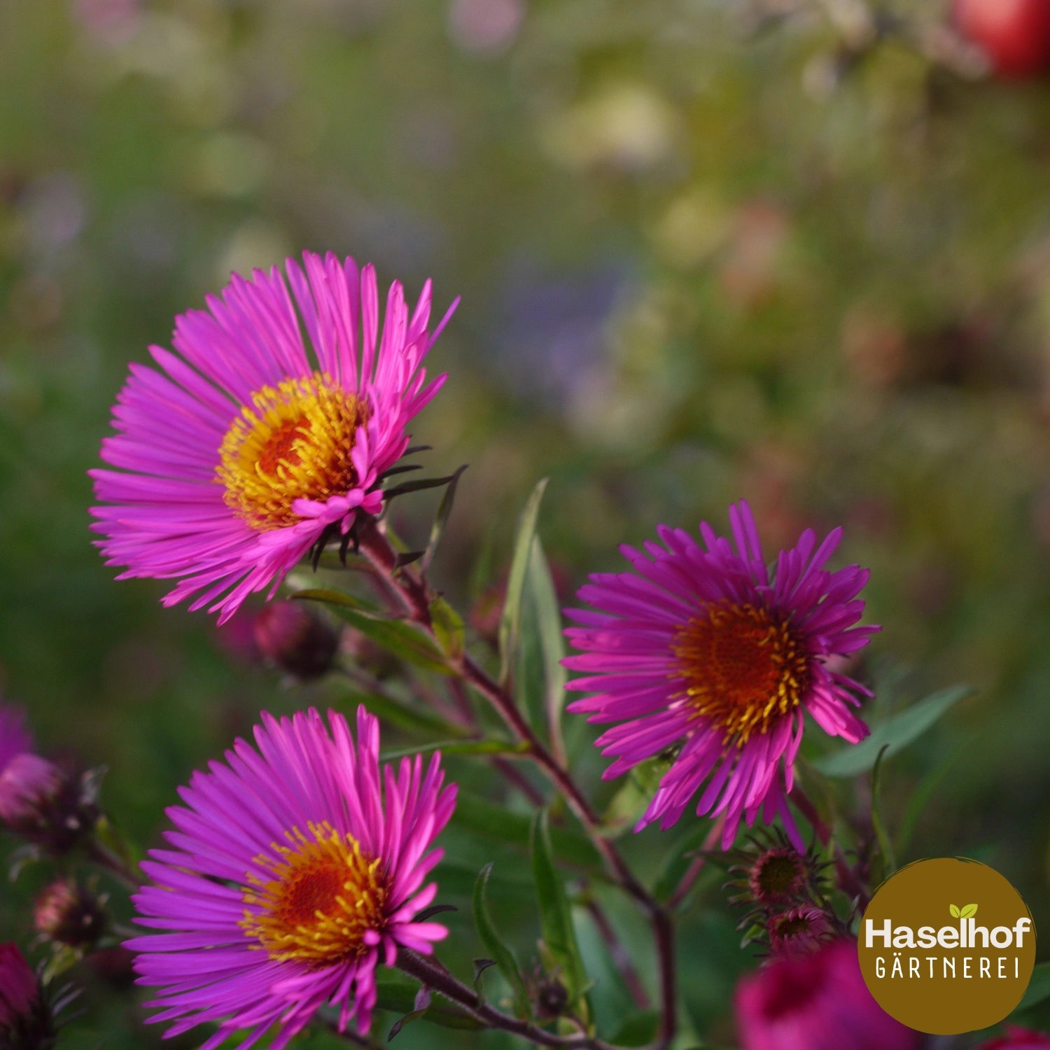 Aster novae-angliae `Septemberrubin`
