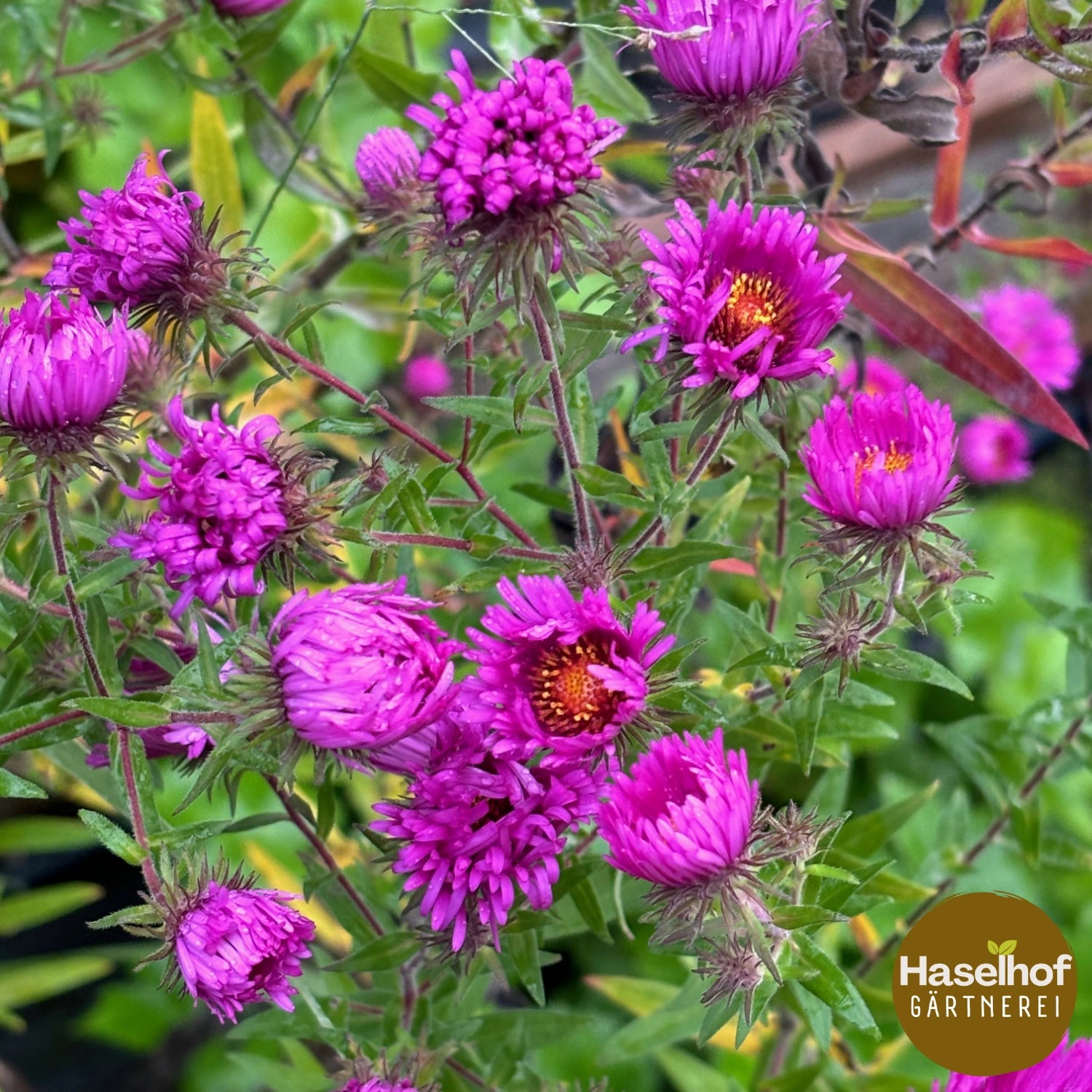 Aster novae-angliae `Septemberrubin`