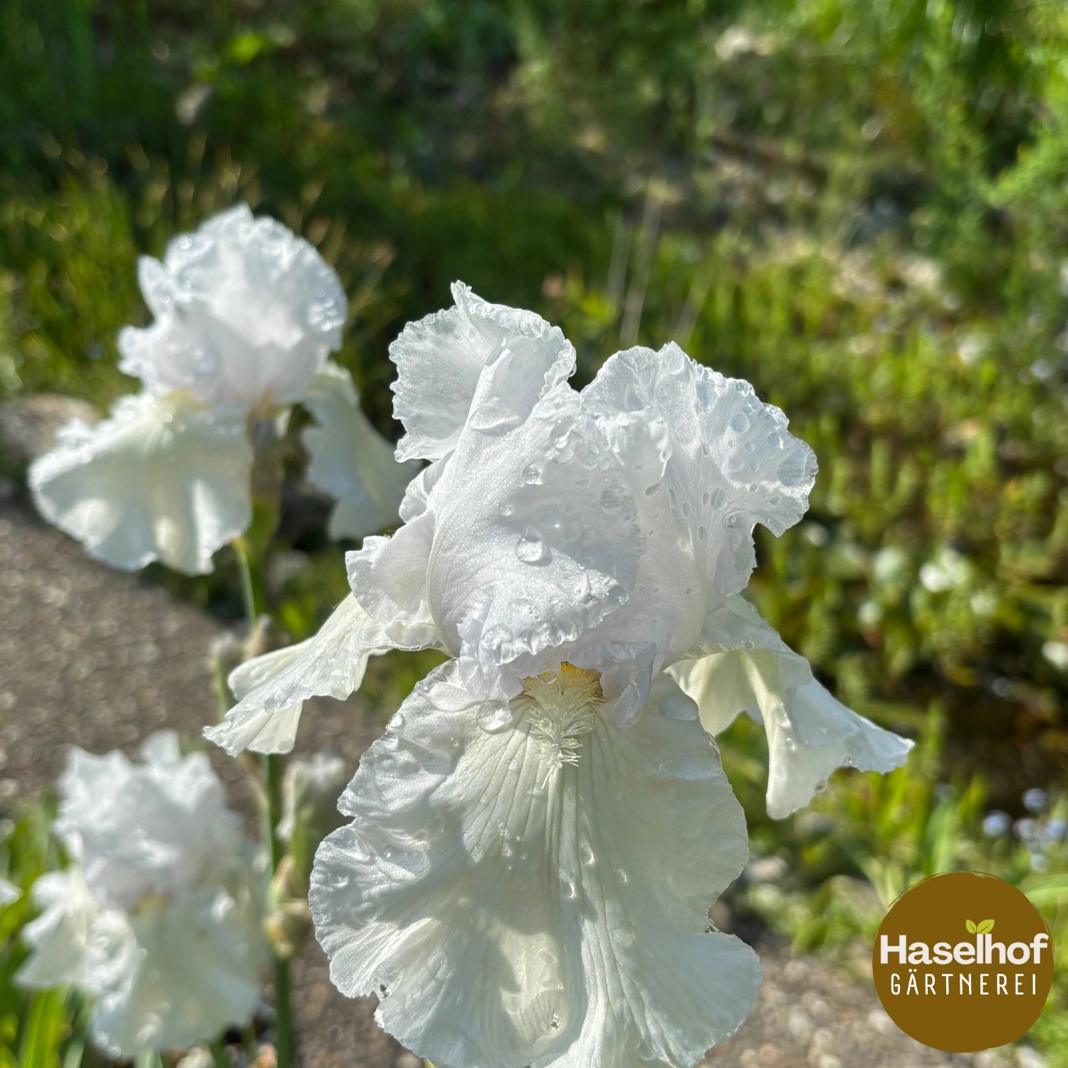 Iris germanica 'Frison Roche'