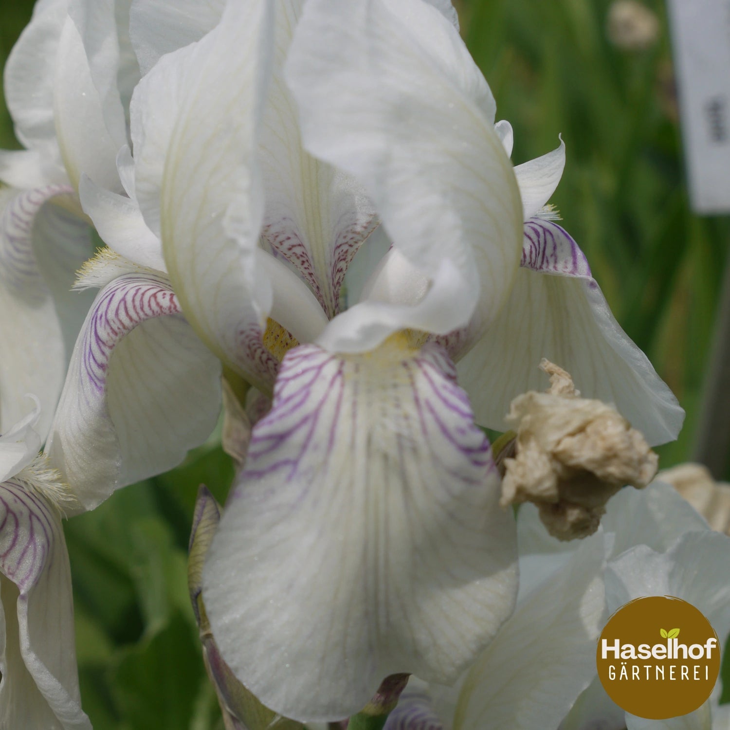 Iris germanica – historische Sorten