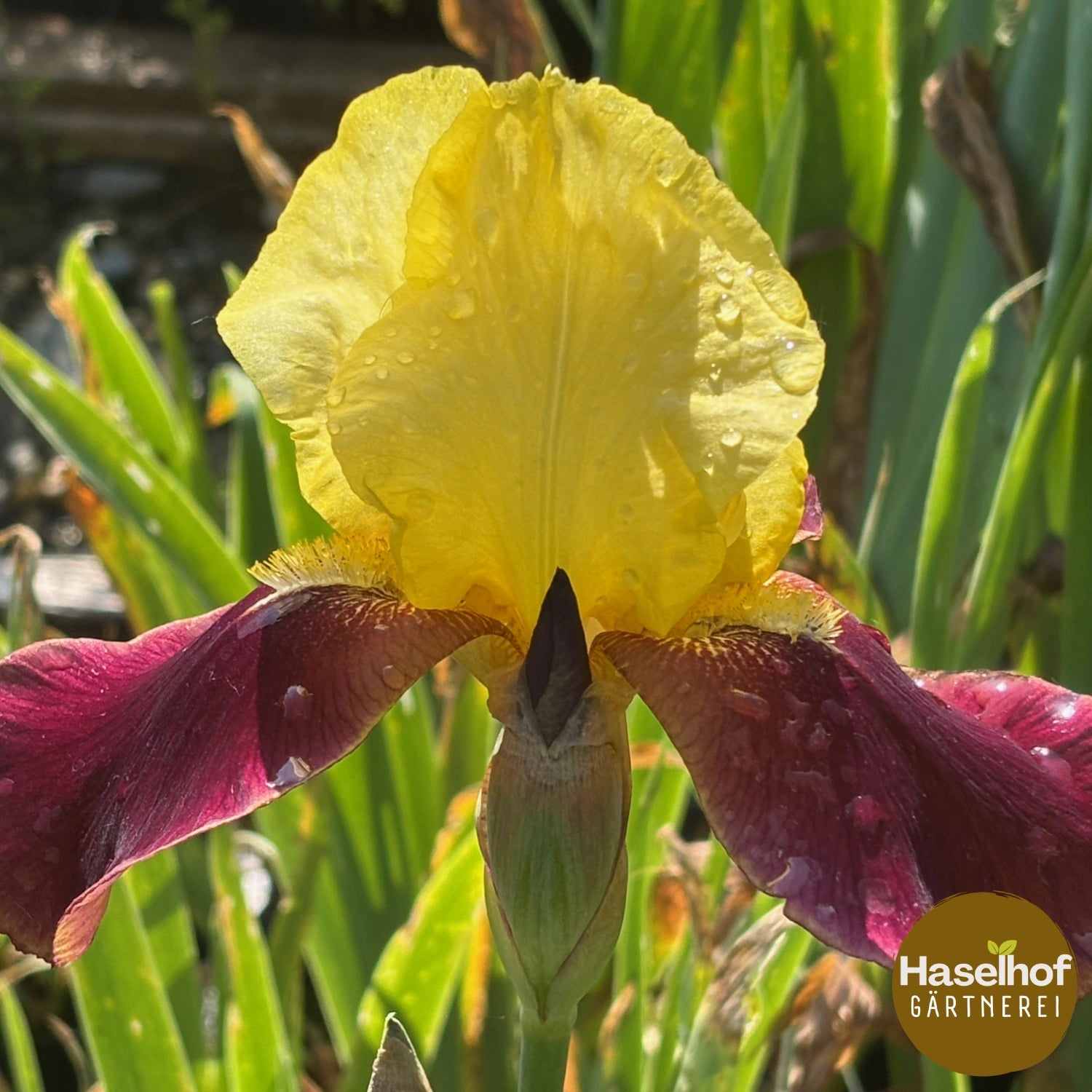 Iris Germanica `Kahili `